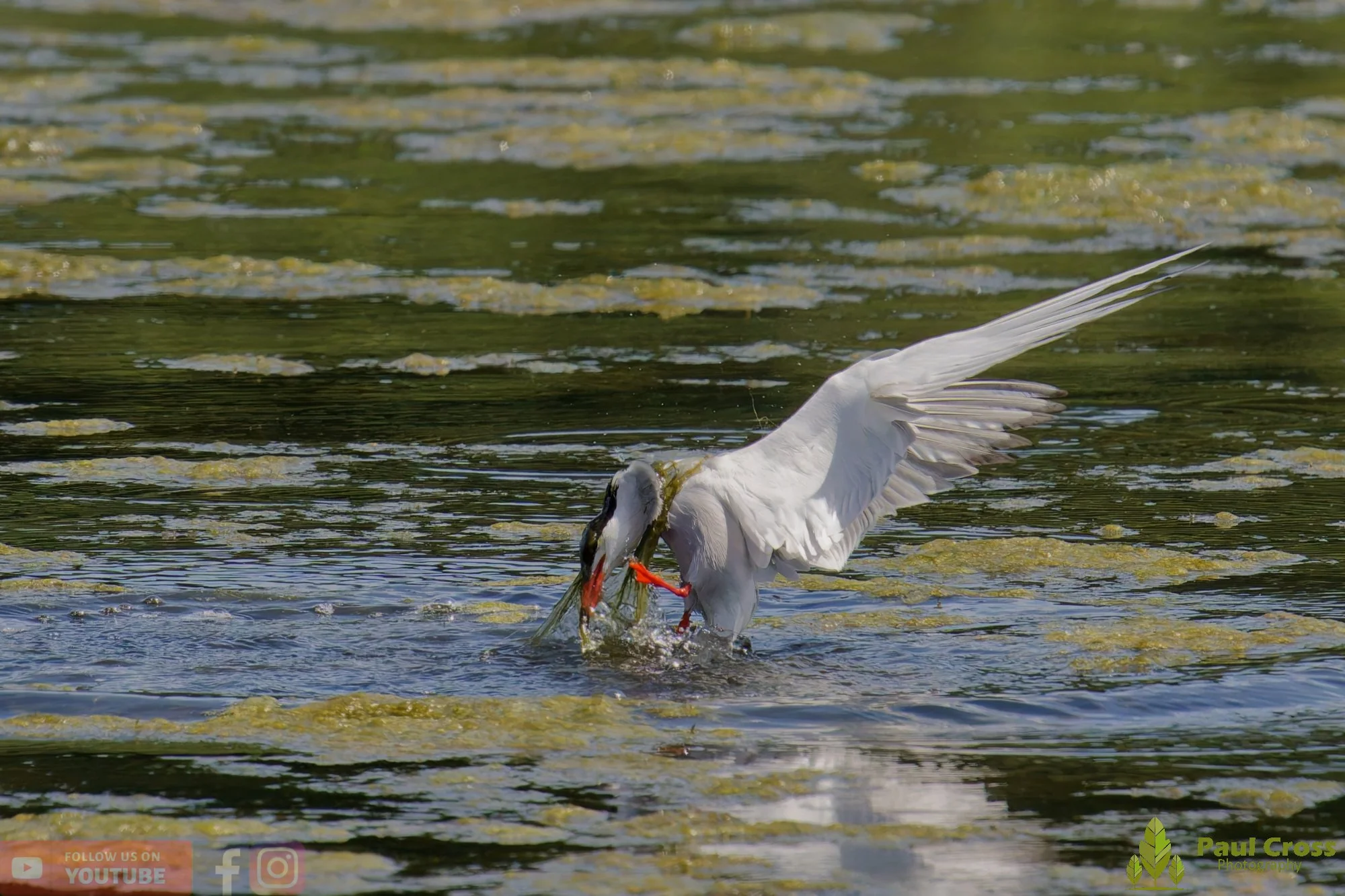 Common Tern-02205.jpg