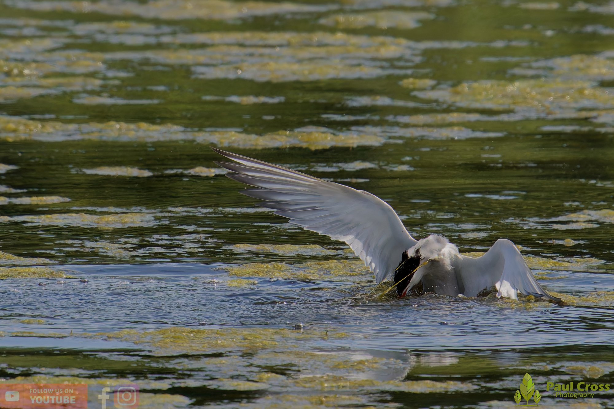 Common Tern-02207.jpg