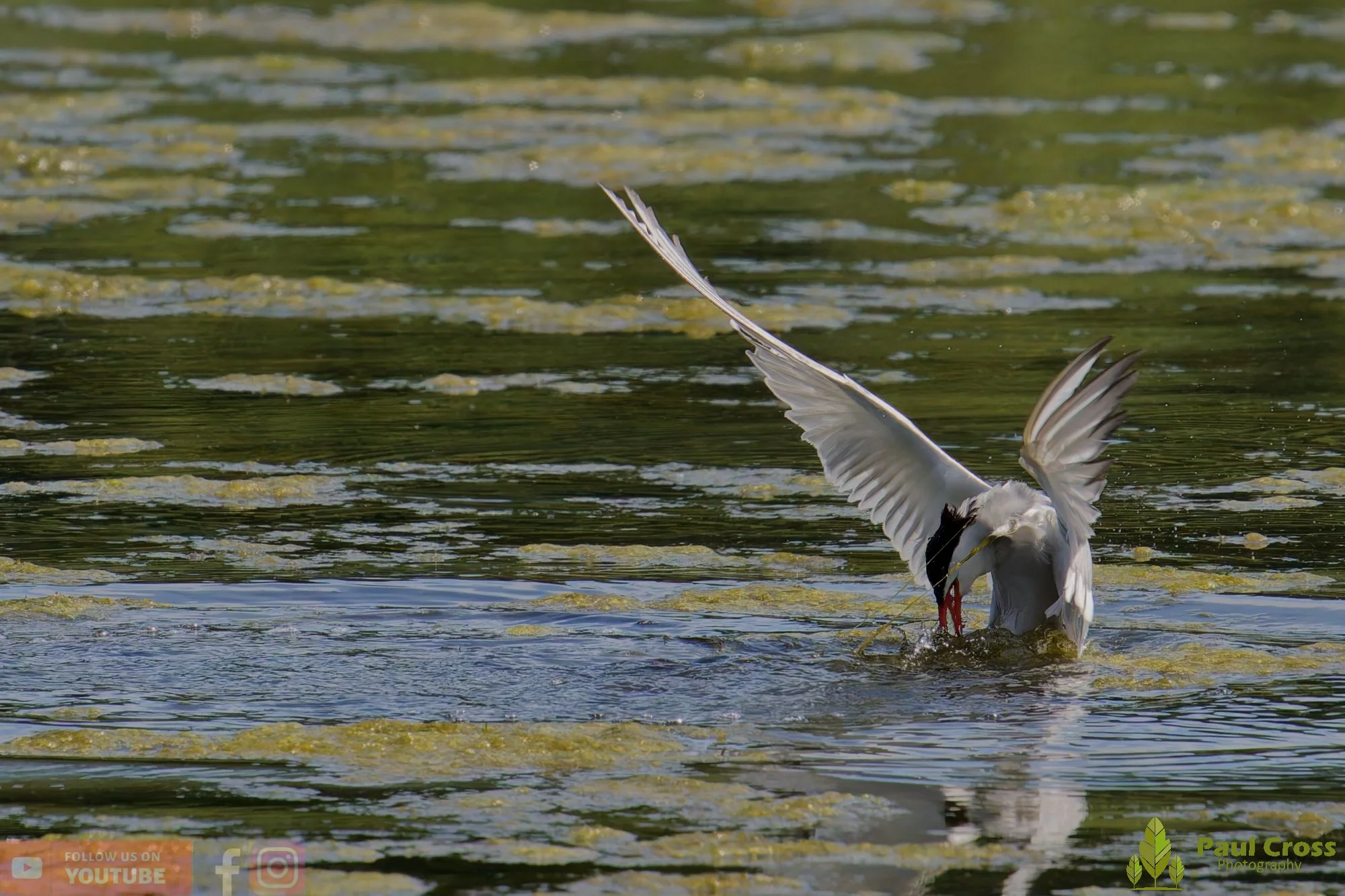 Common Tern-02208.jpg
