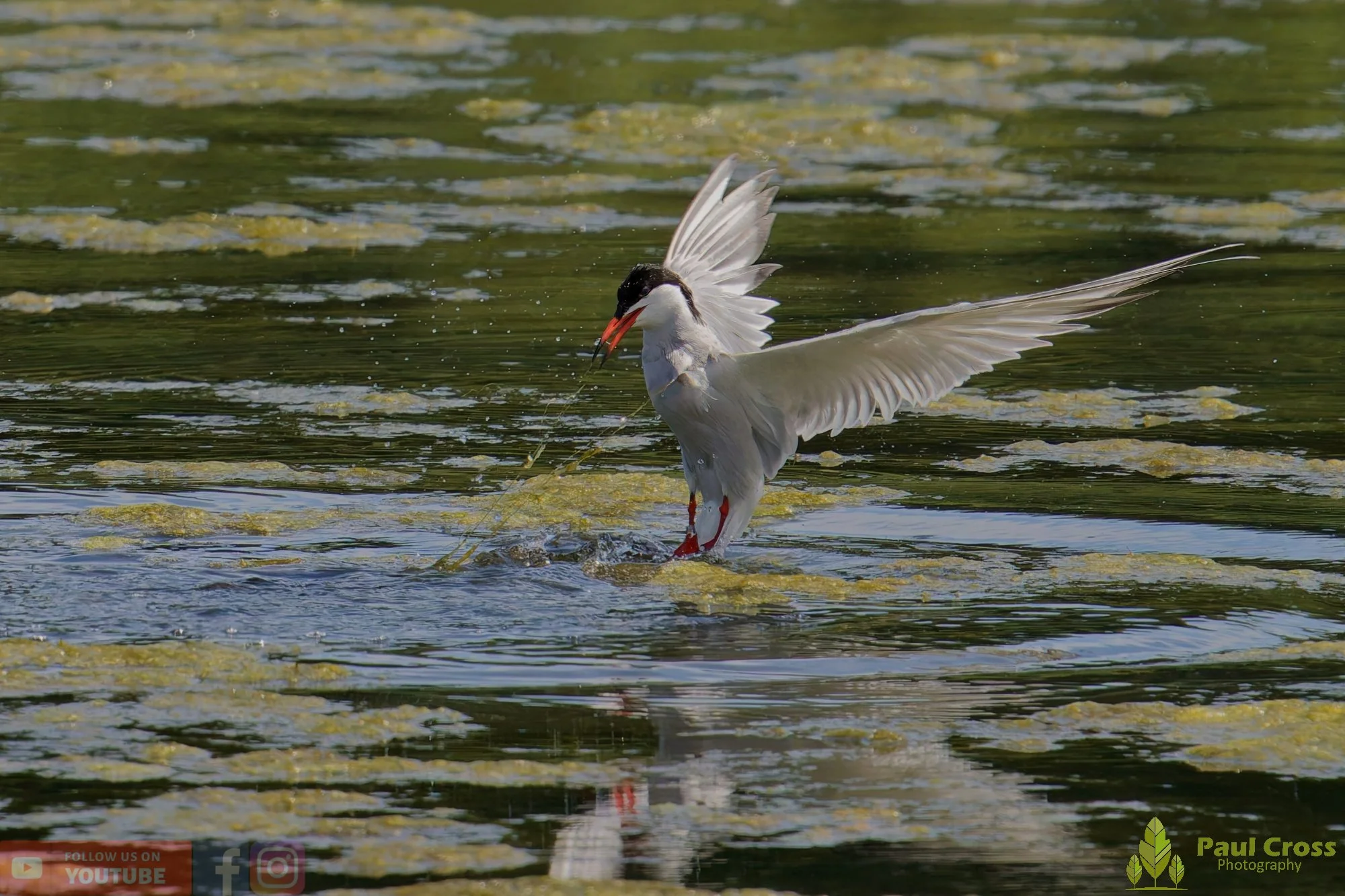 Common Tern-02209.jpg