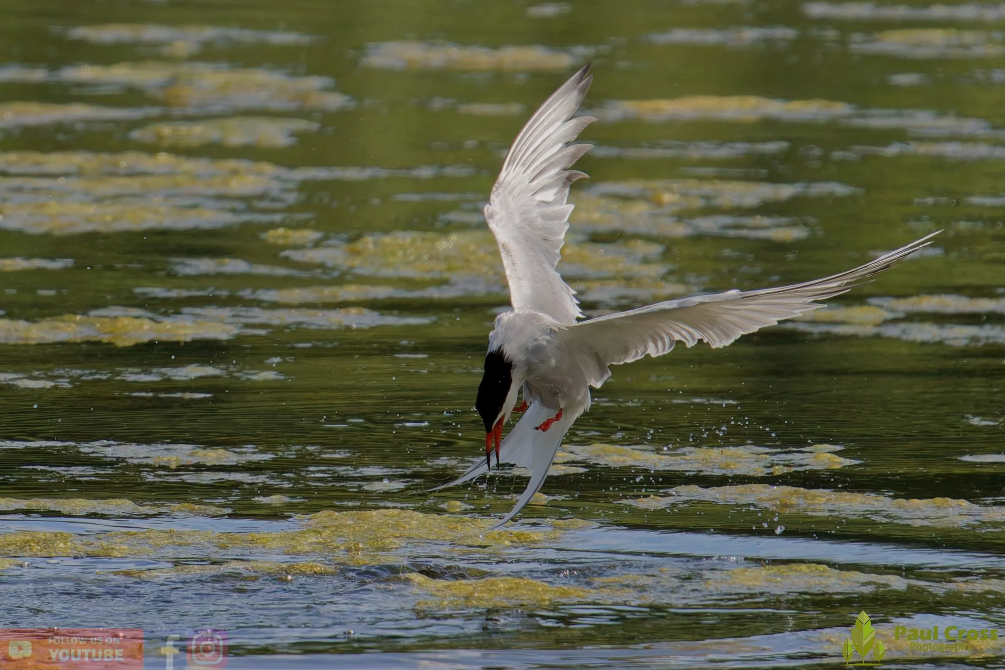 Common Tern-02210.jpg