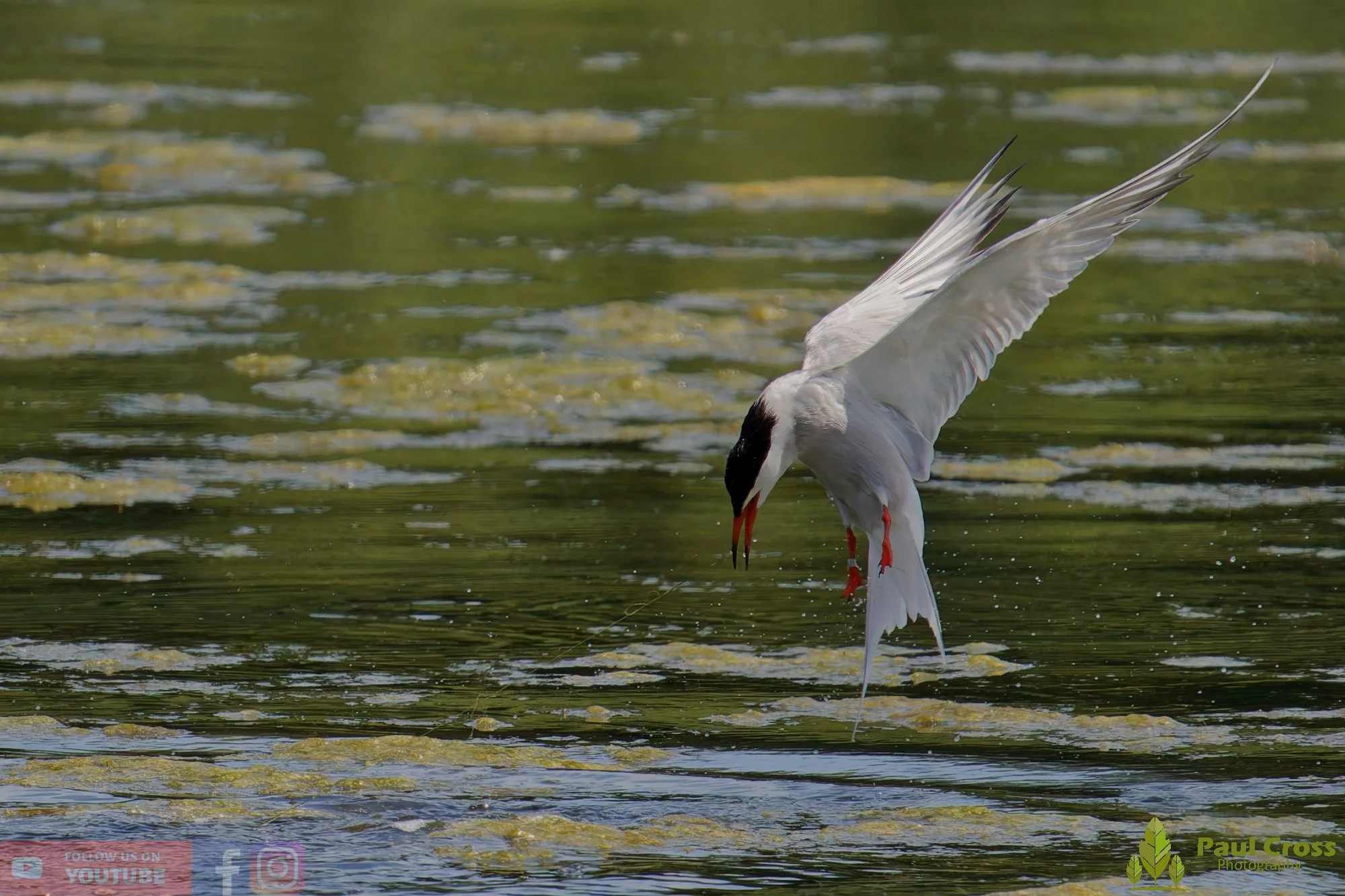 Common Tern-02211.jpg