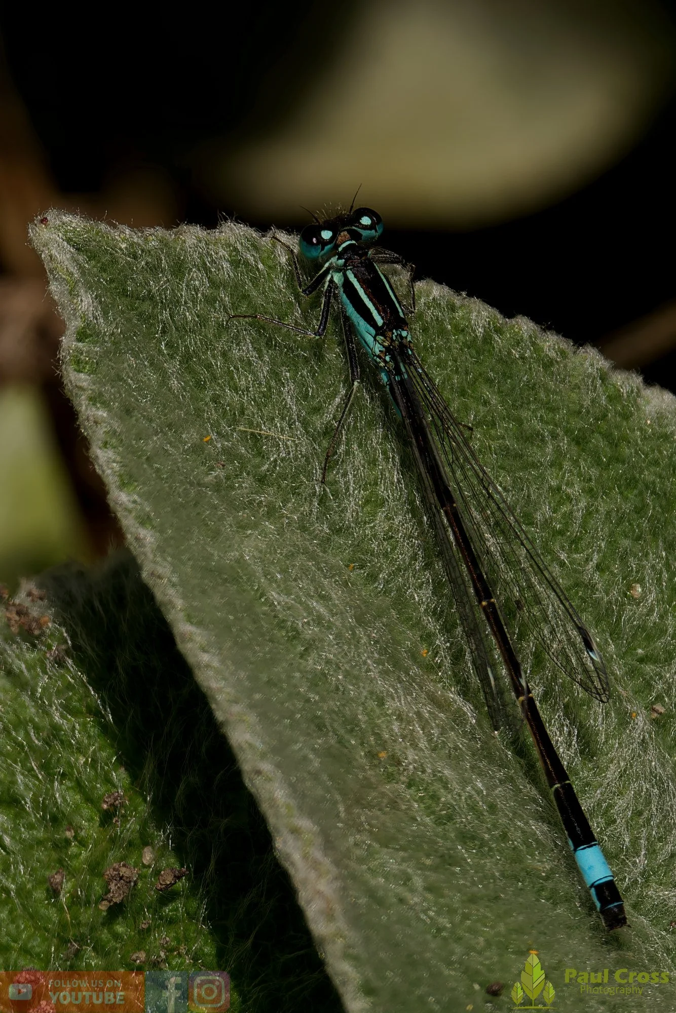 Blue-Tailed Damselfly-00018.jpg