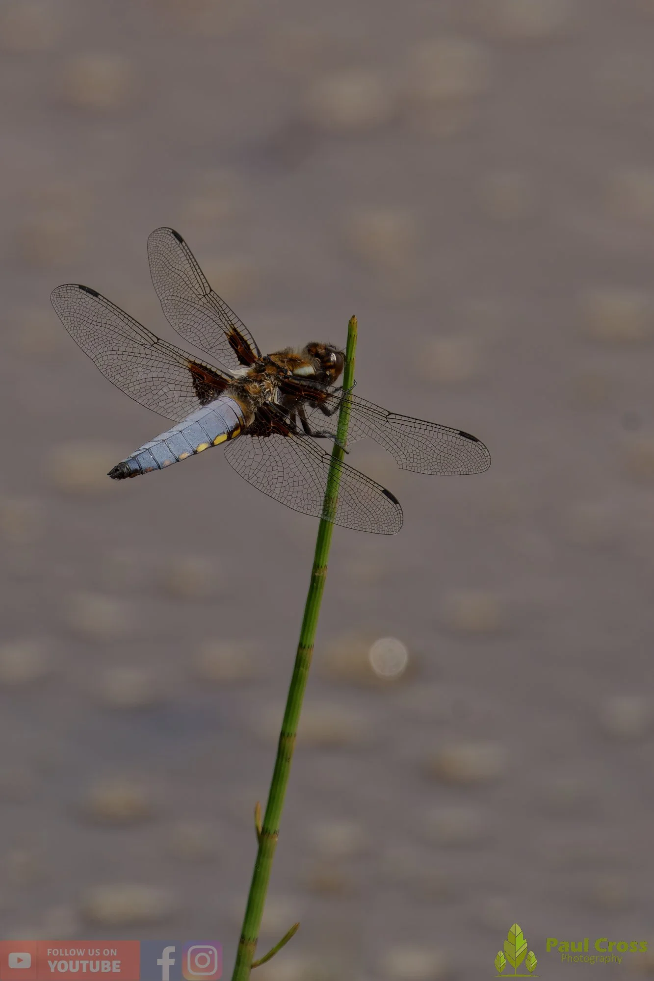 Broad-Bodied Chaser-00097.jpg