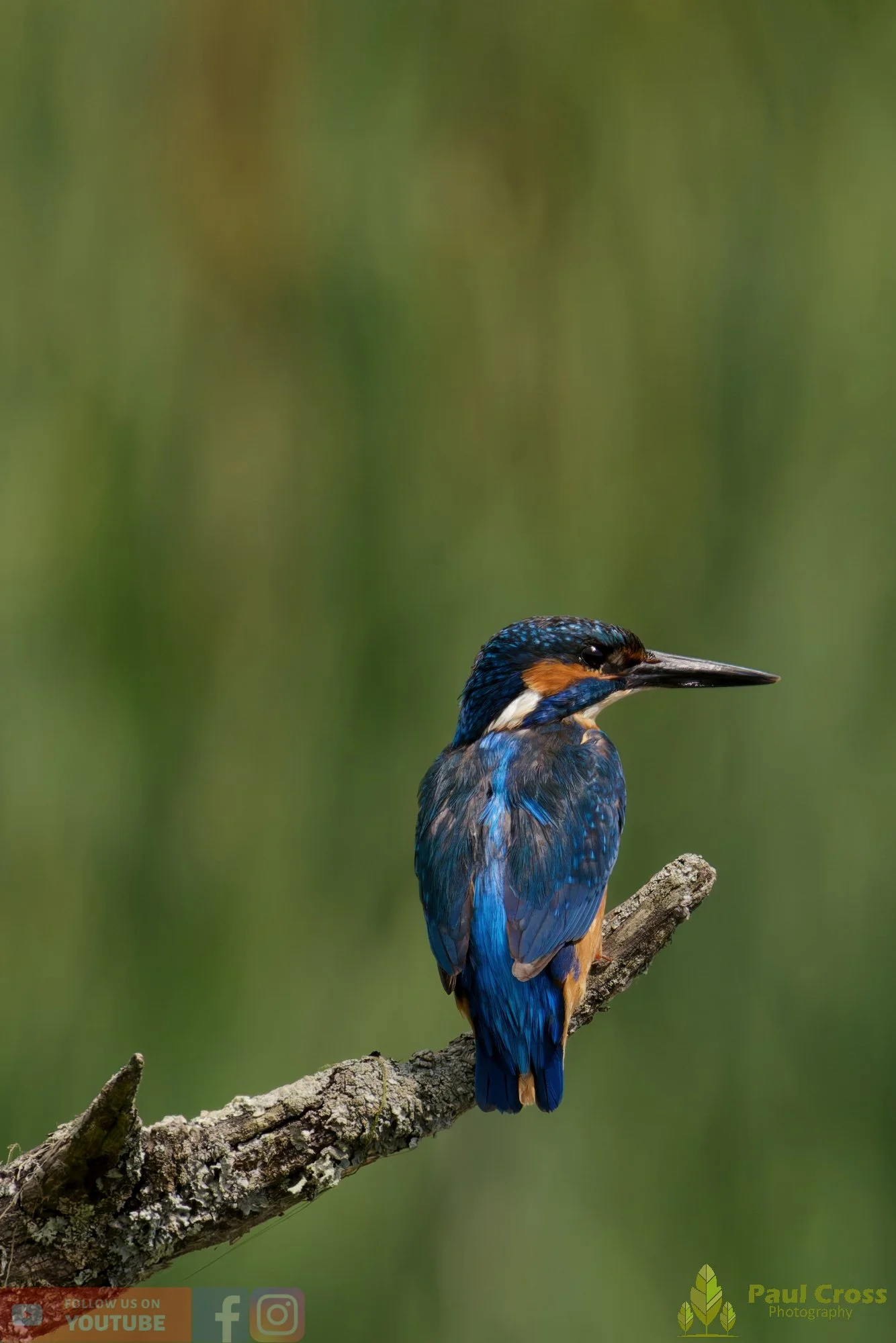 Kingfisher-00778.jpg