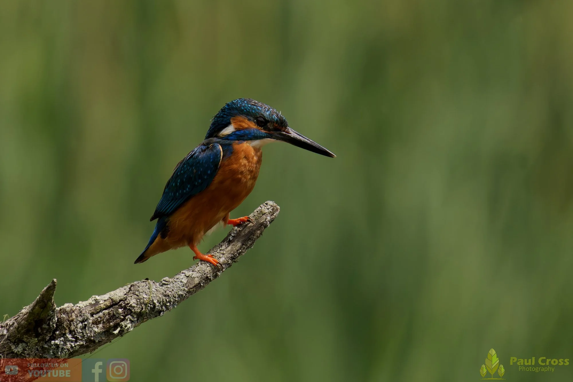Kingfisher-00779.jpg
