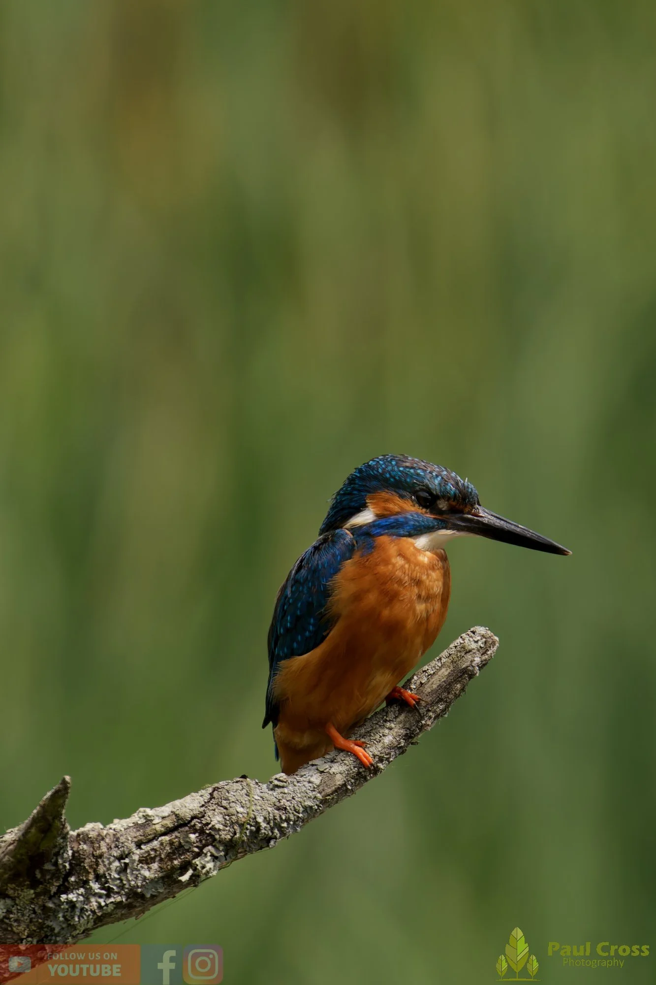 Kingfisher-00781.jpg