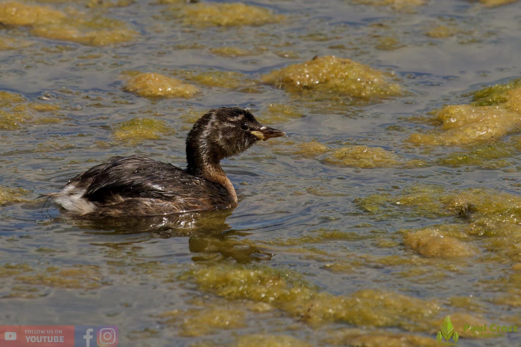 Little Grebe-00386.jpg