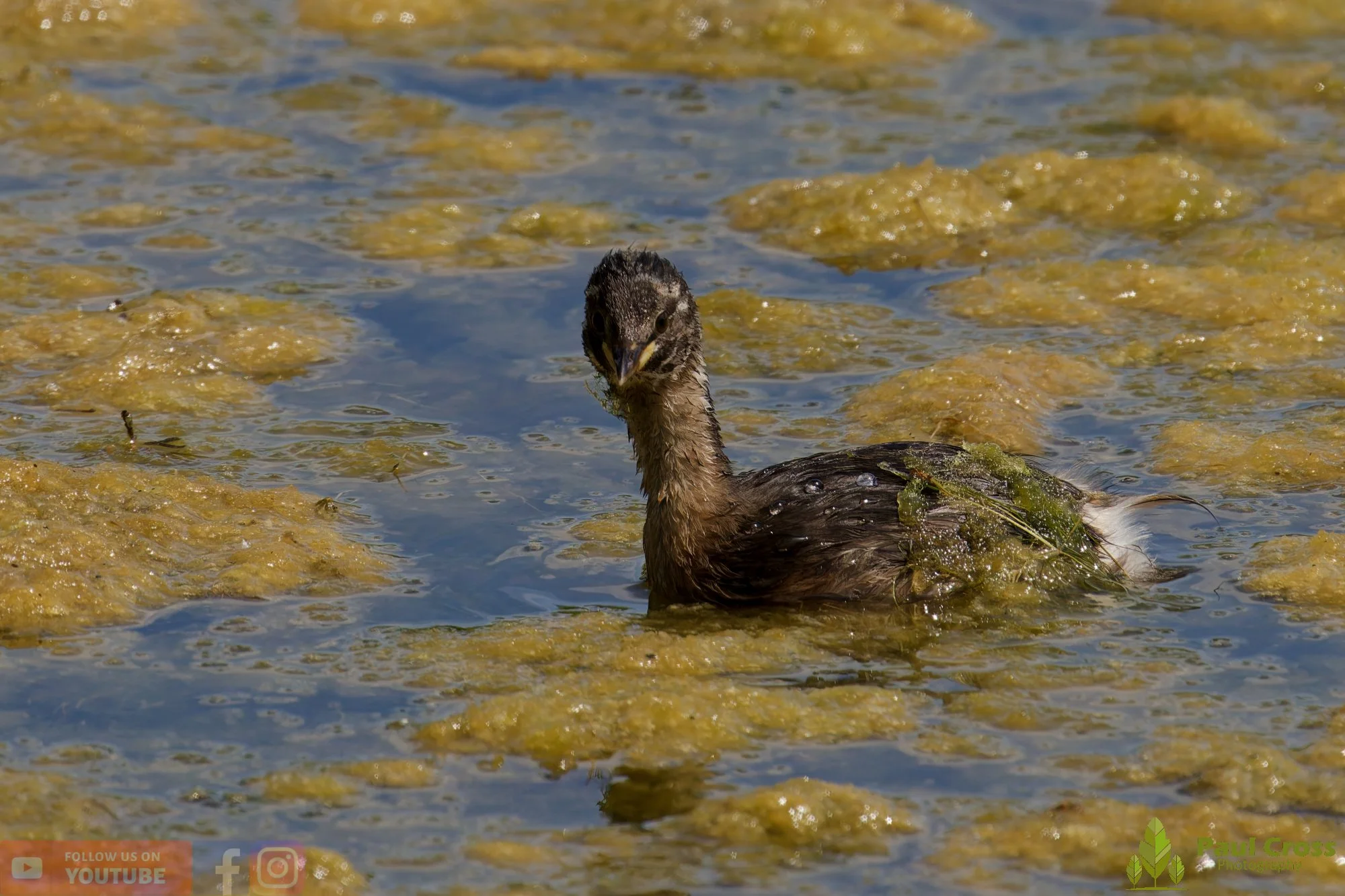 Little Grebe-00387.jpg