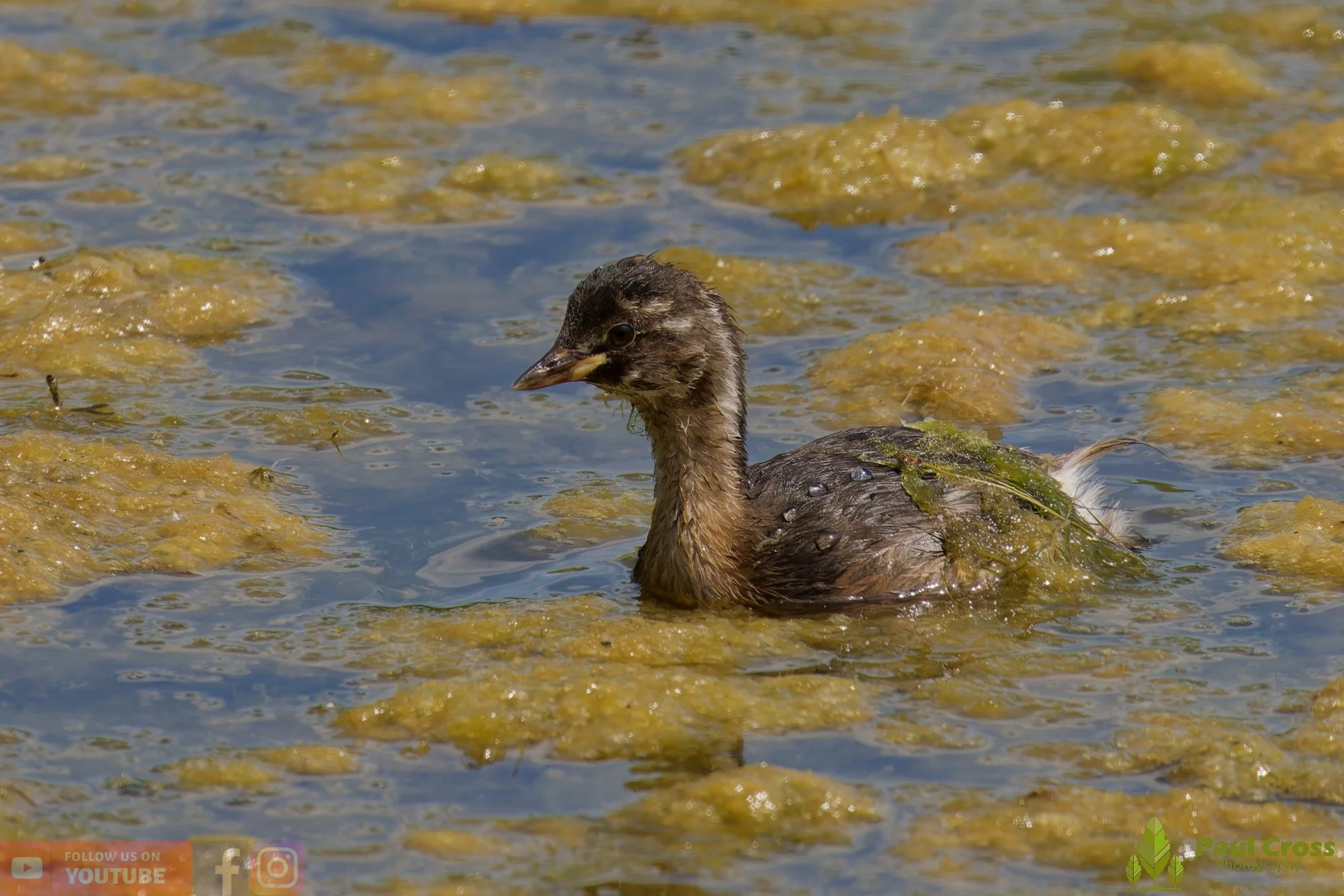 Little Grebe-00388.jpg
