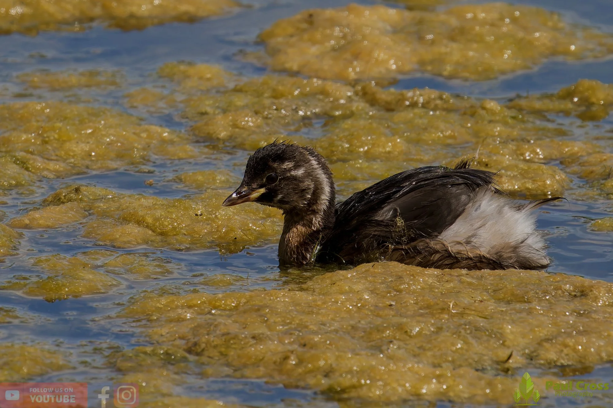 Little Grebe-00389.jpg
