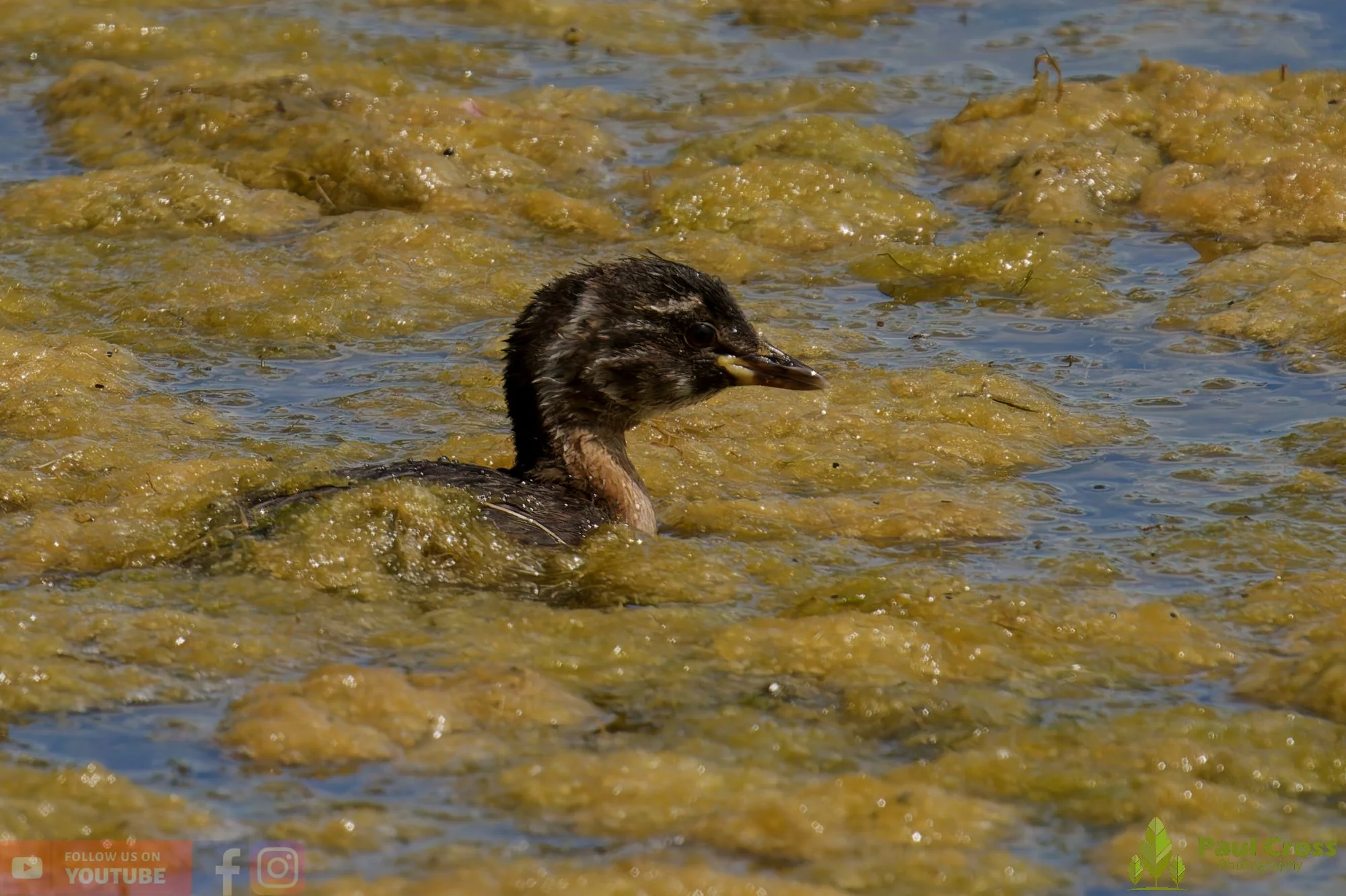 Little Grebe-00390.jpg