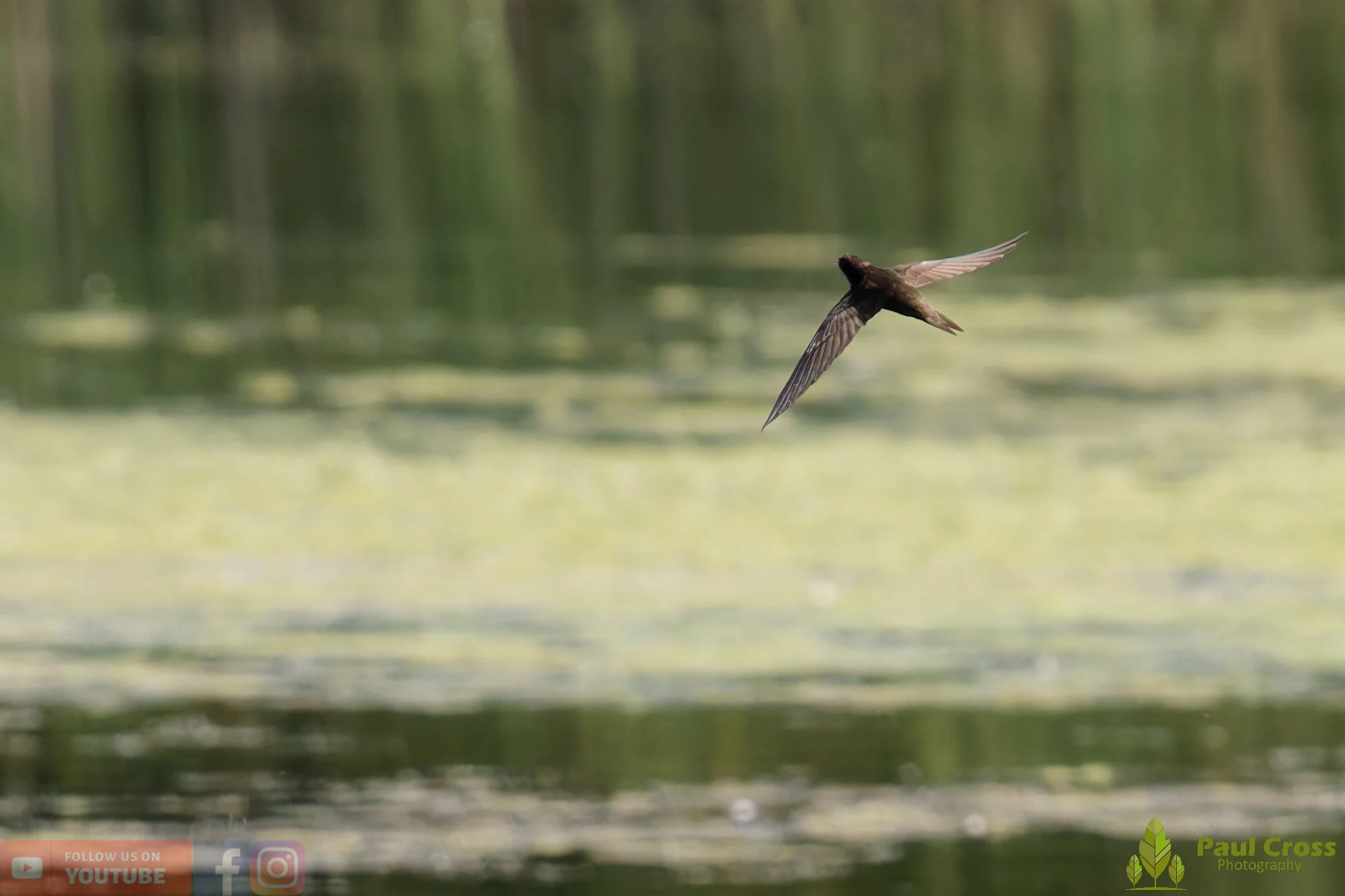 Swift-00105.jpg