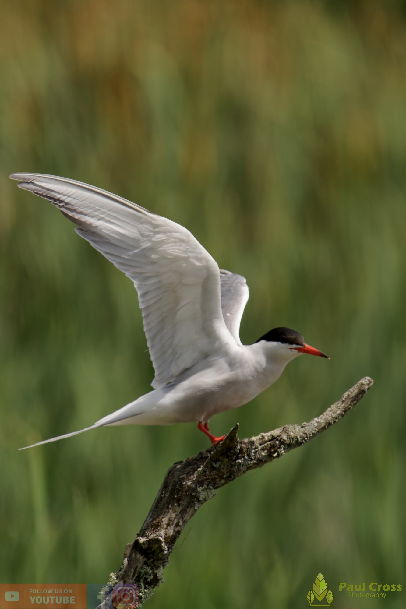 Common Tern-02212.jpg