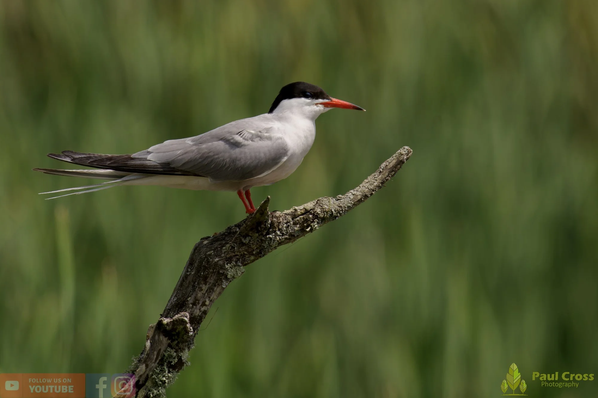 Common Tern-02213.jpg