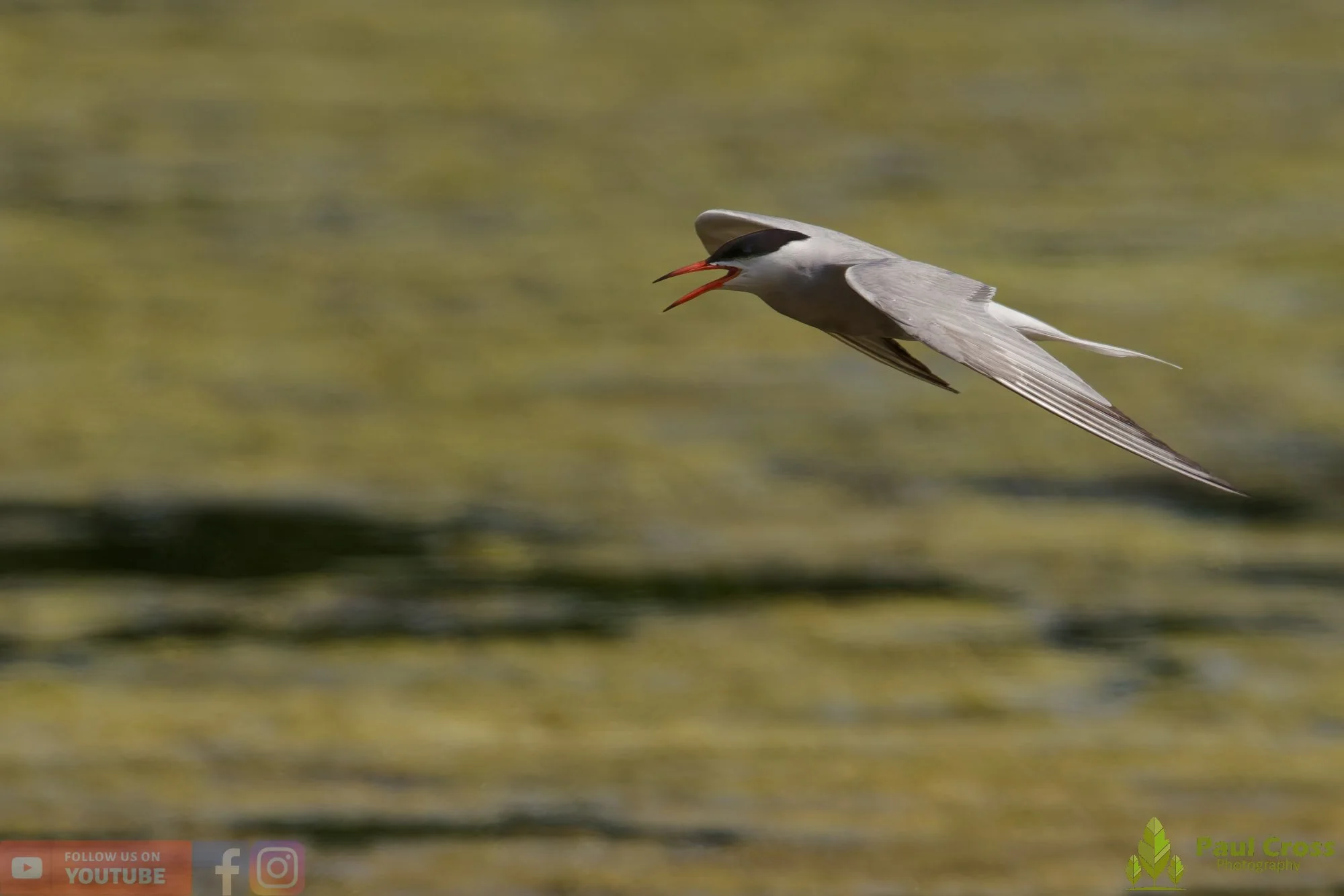 Common Tern-02214.jpg