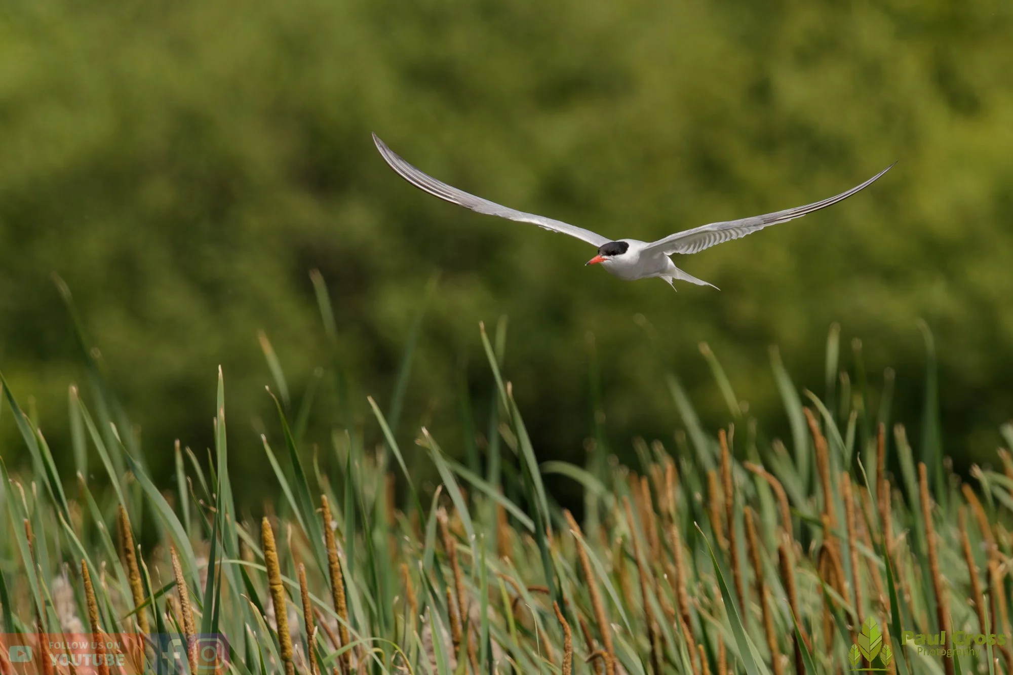 Common Tern-02215.jpg