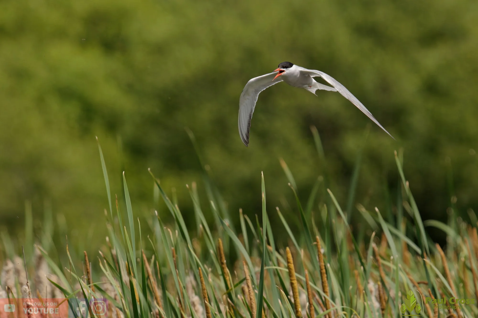 Common Tern-02216.jpg