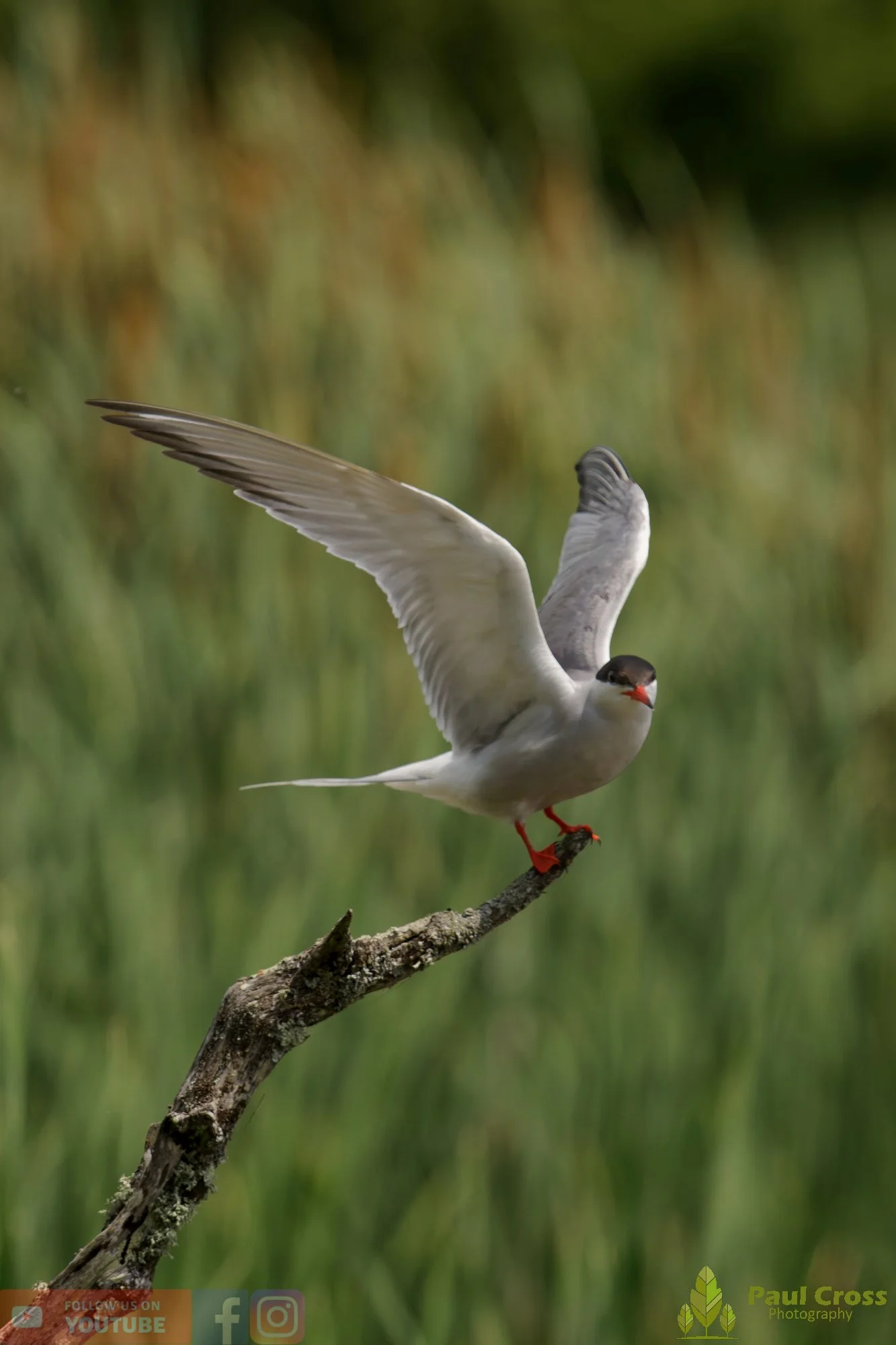 Common Tern-02217.jpg