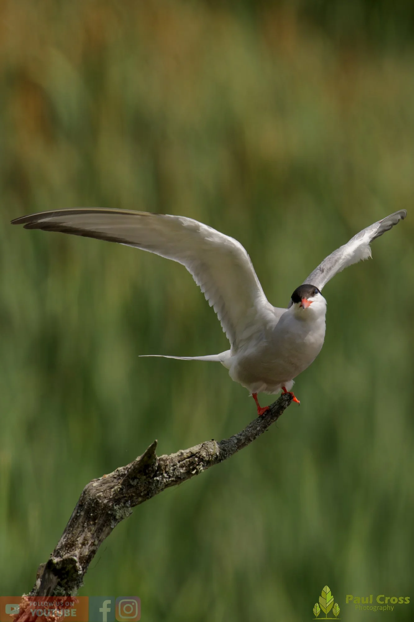 Common Tern-02218.jpg