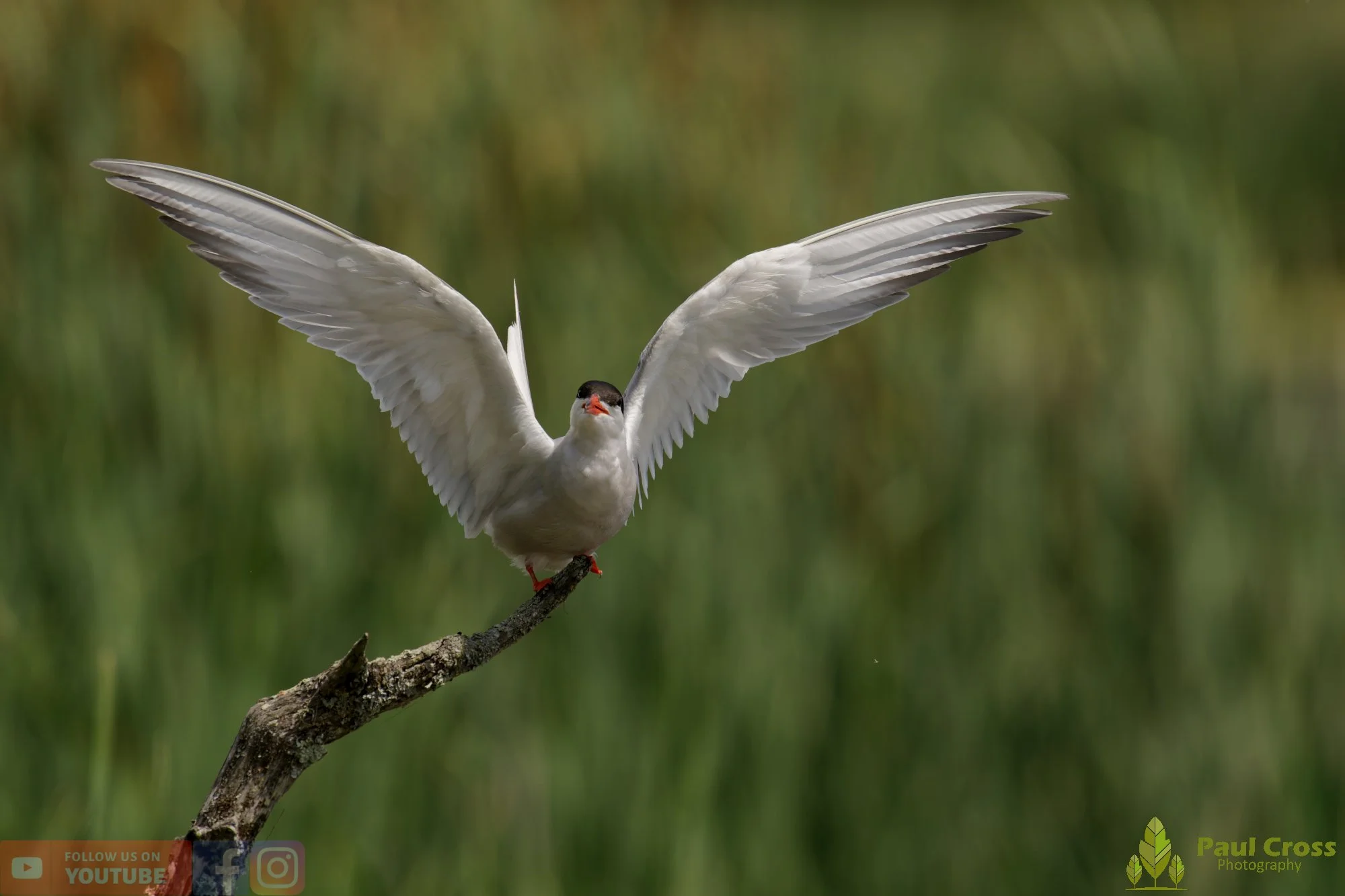 Common Tern-02219.jpg