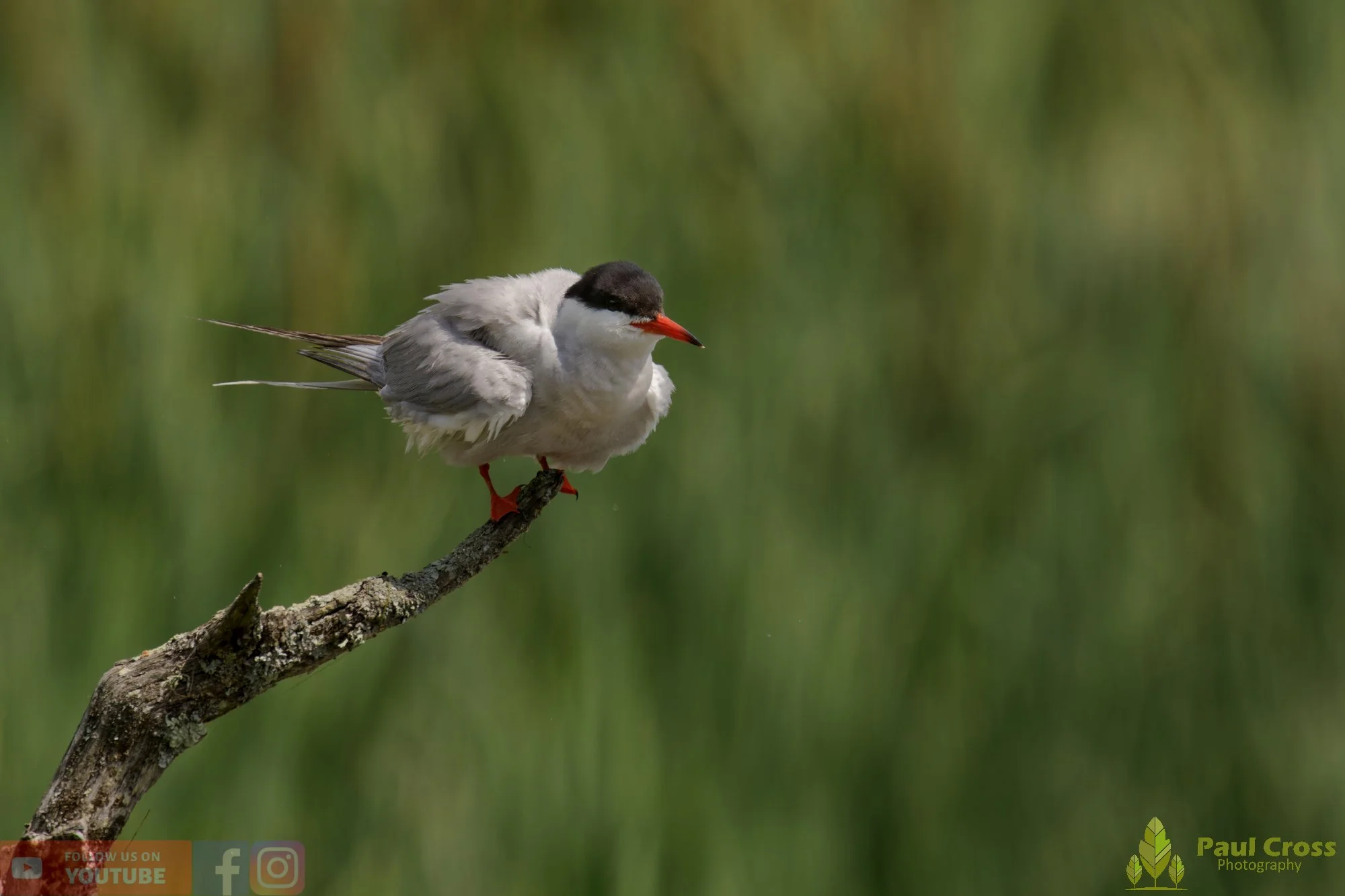 Common Tern-02220.jpg