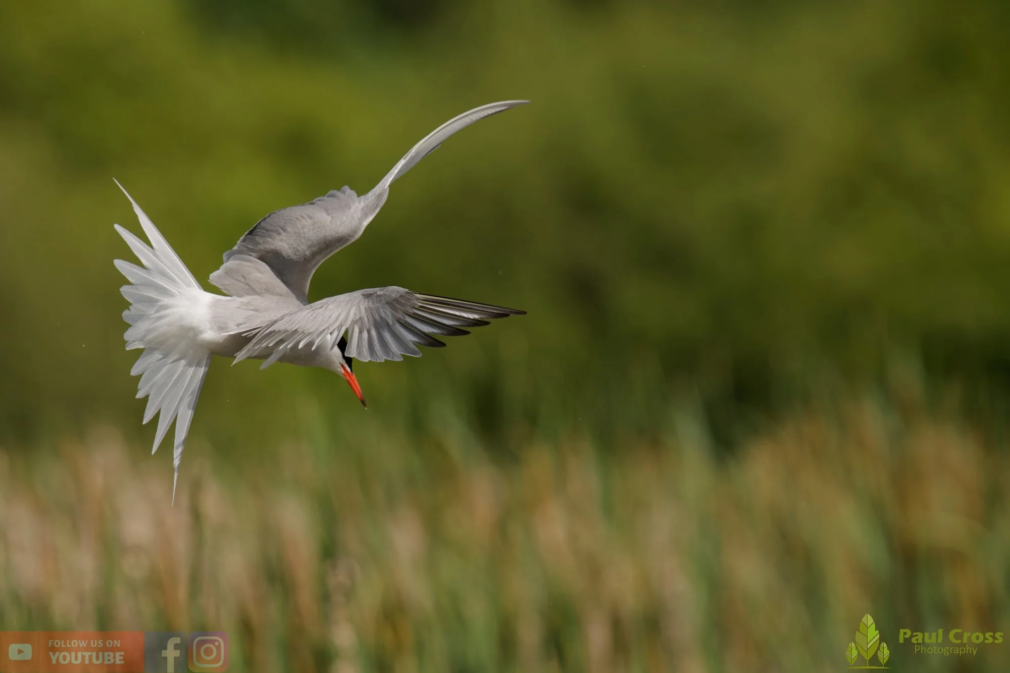 Common Tern-02221.jpg