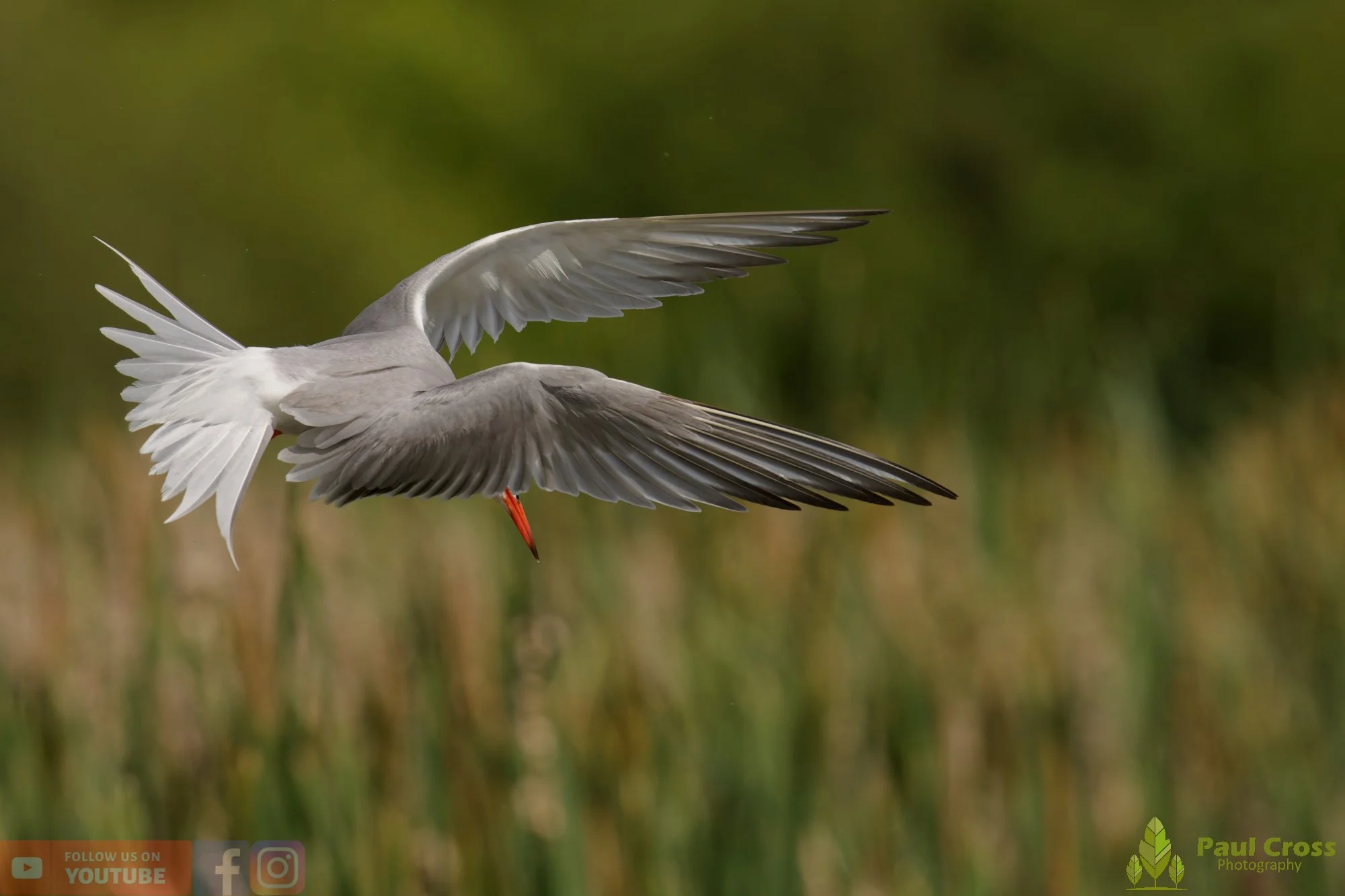 Common Tern-02222.jpg