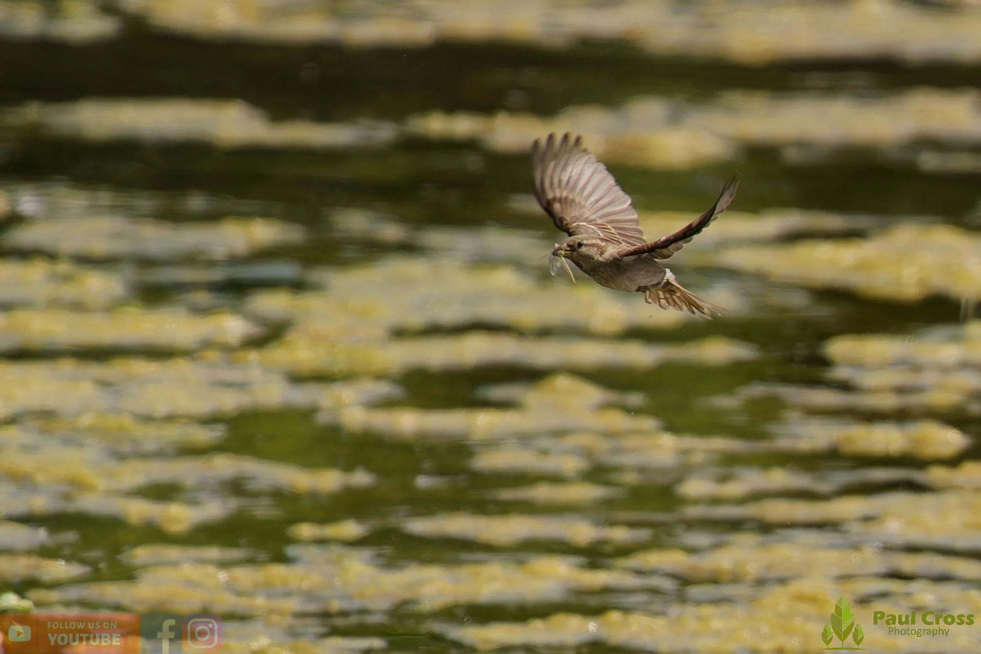 Sparrow-00136.jpg
