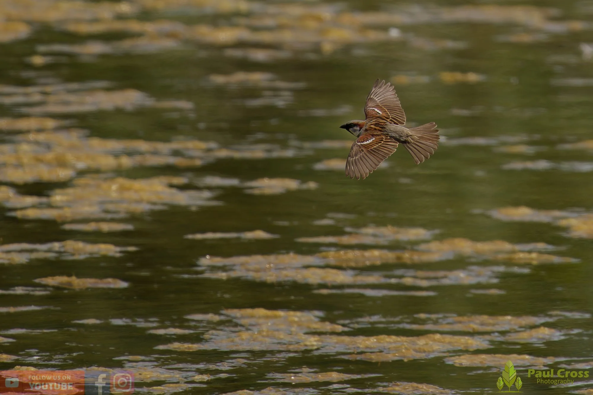 Sparrow-00137.jpg
