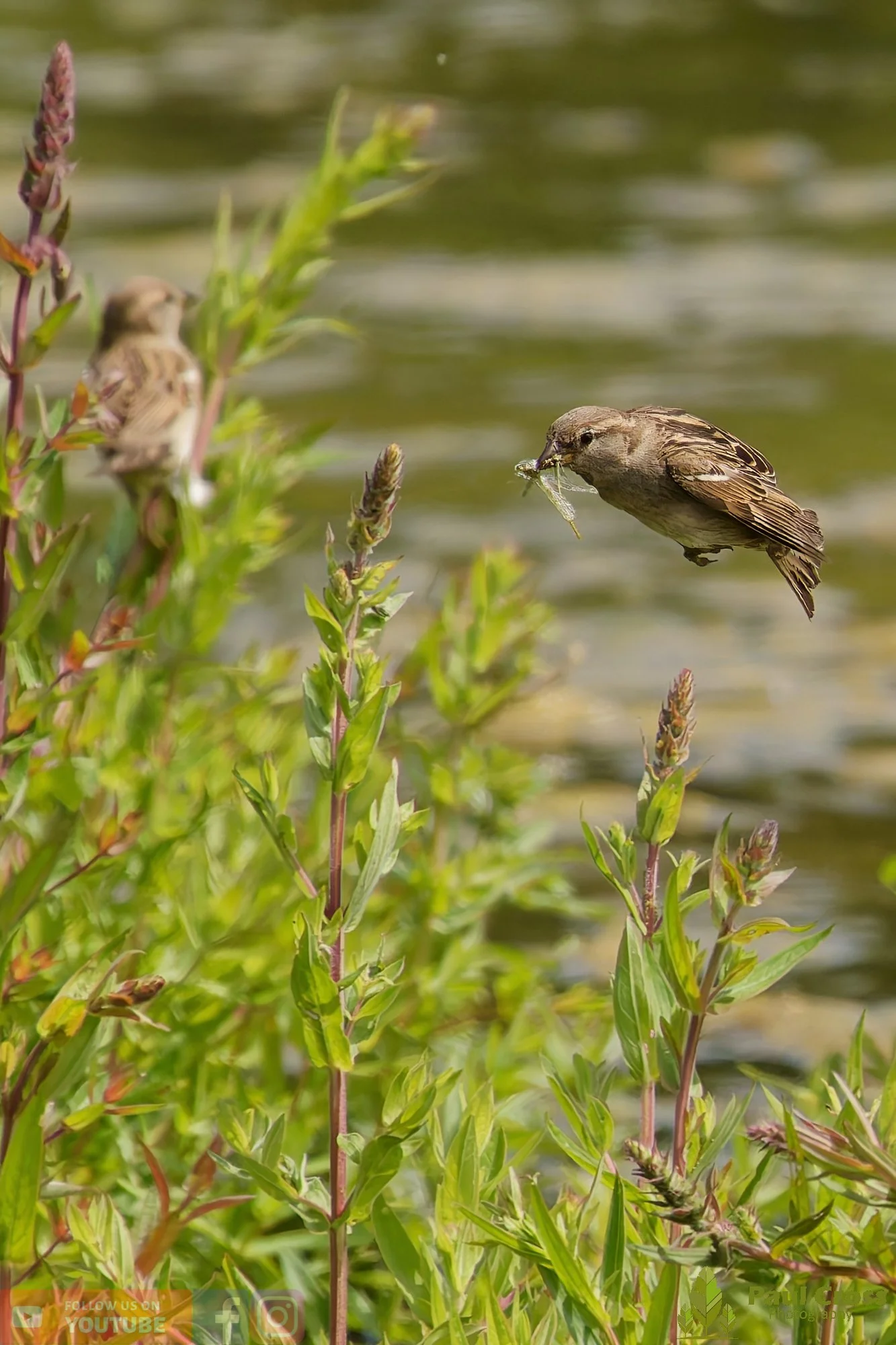 Sparrow-00138.jpg