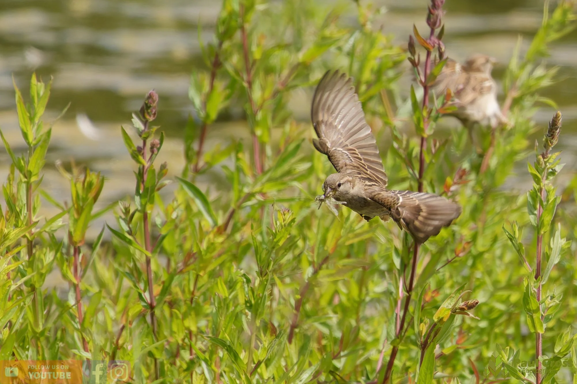 Sparrow-00139.jpg