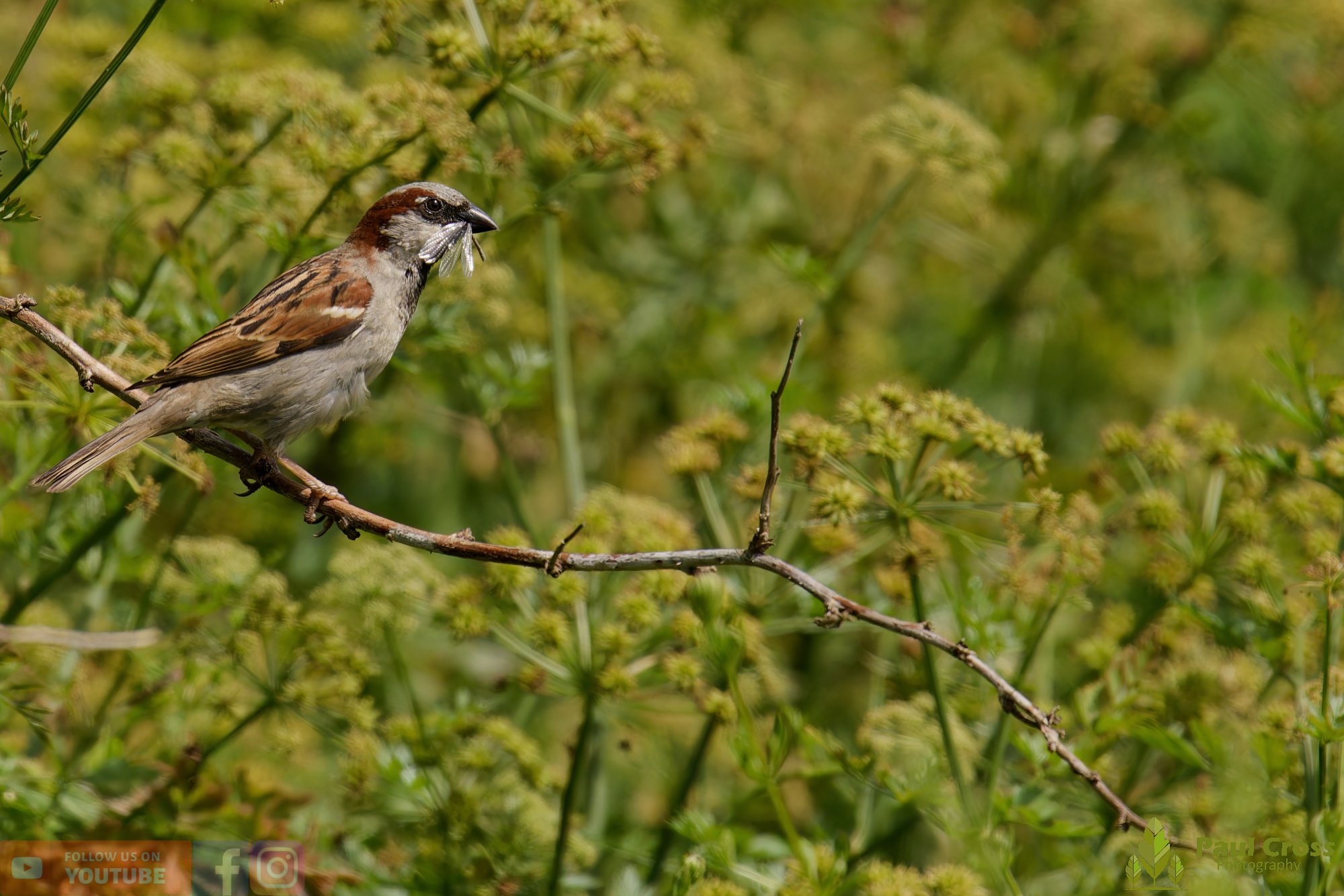 Sparrow-00140.jpg