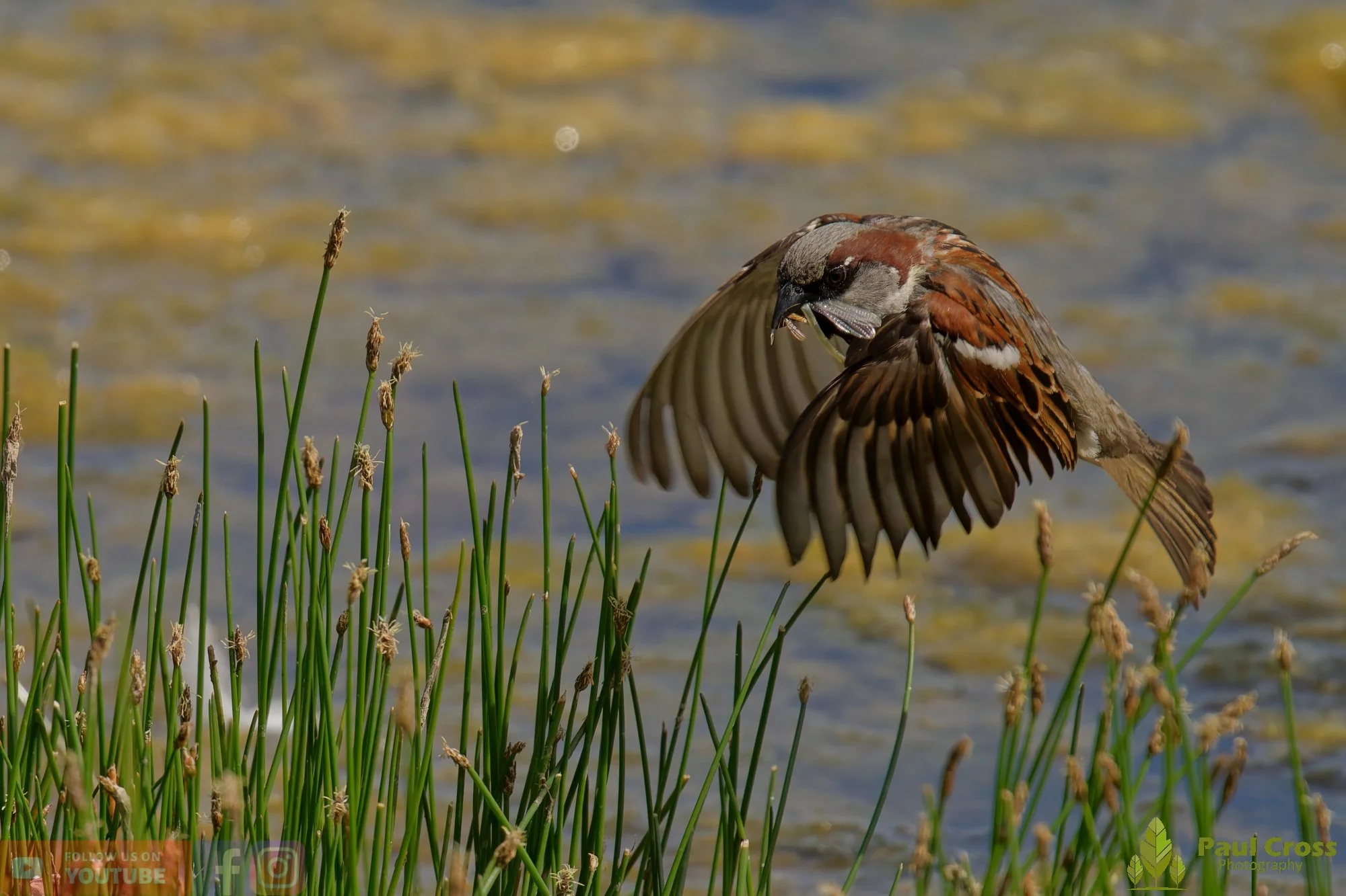 Sparrow-00141.jpg