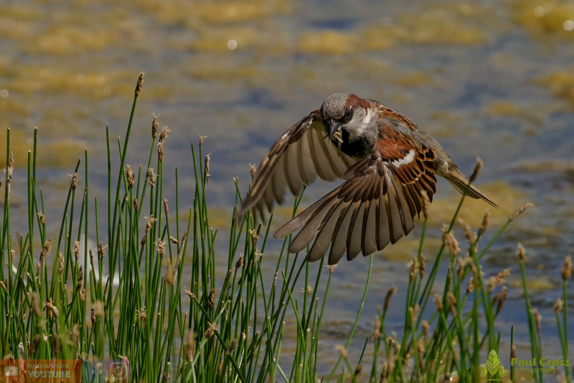 Sparrow-00142.jpg