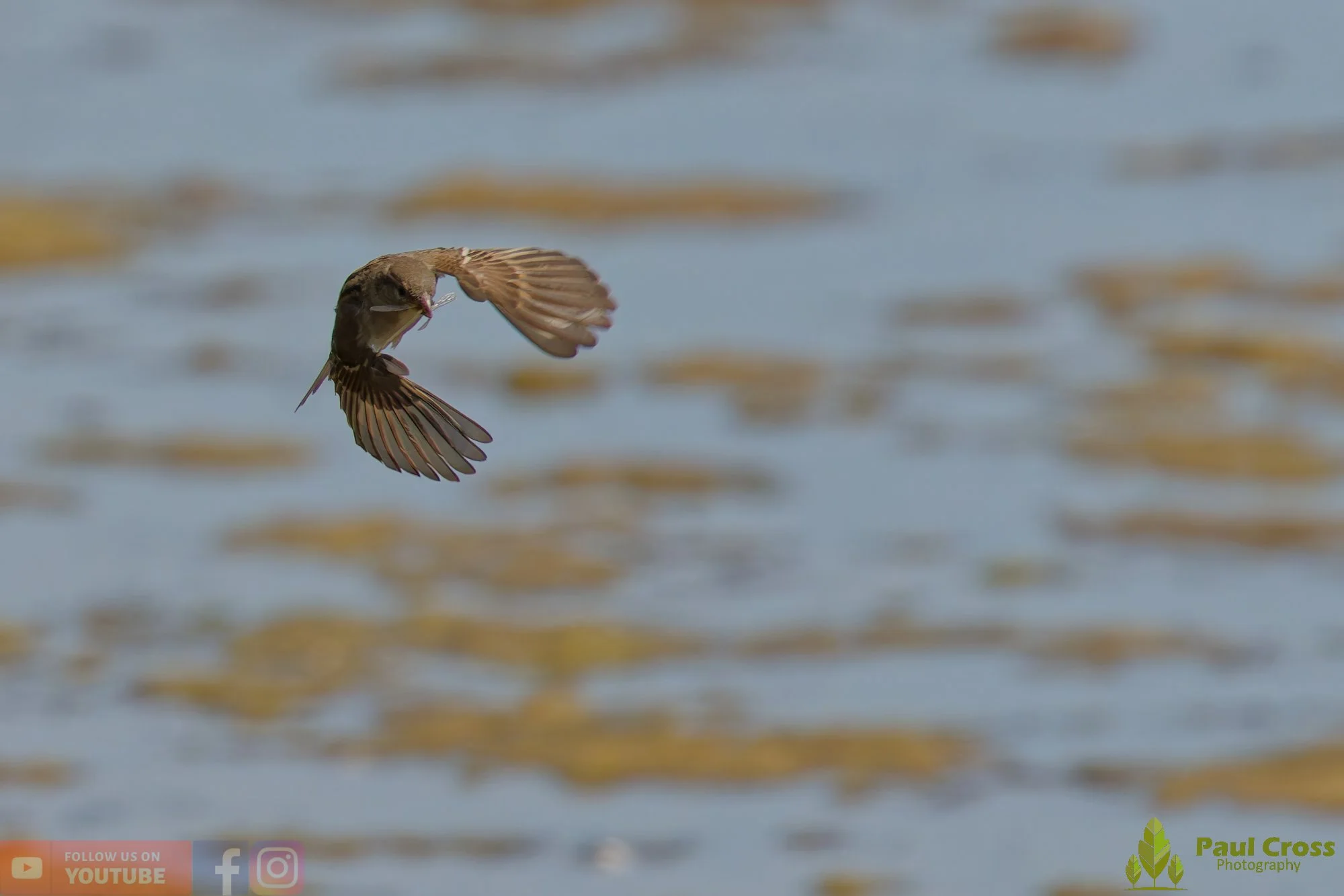 Sparrow-00143.jpg