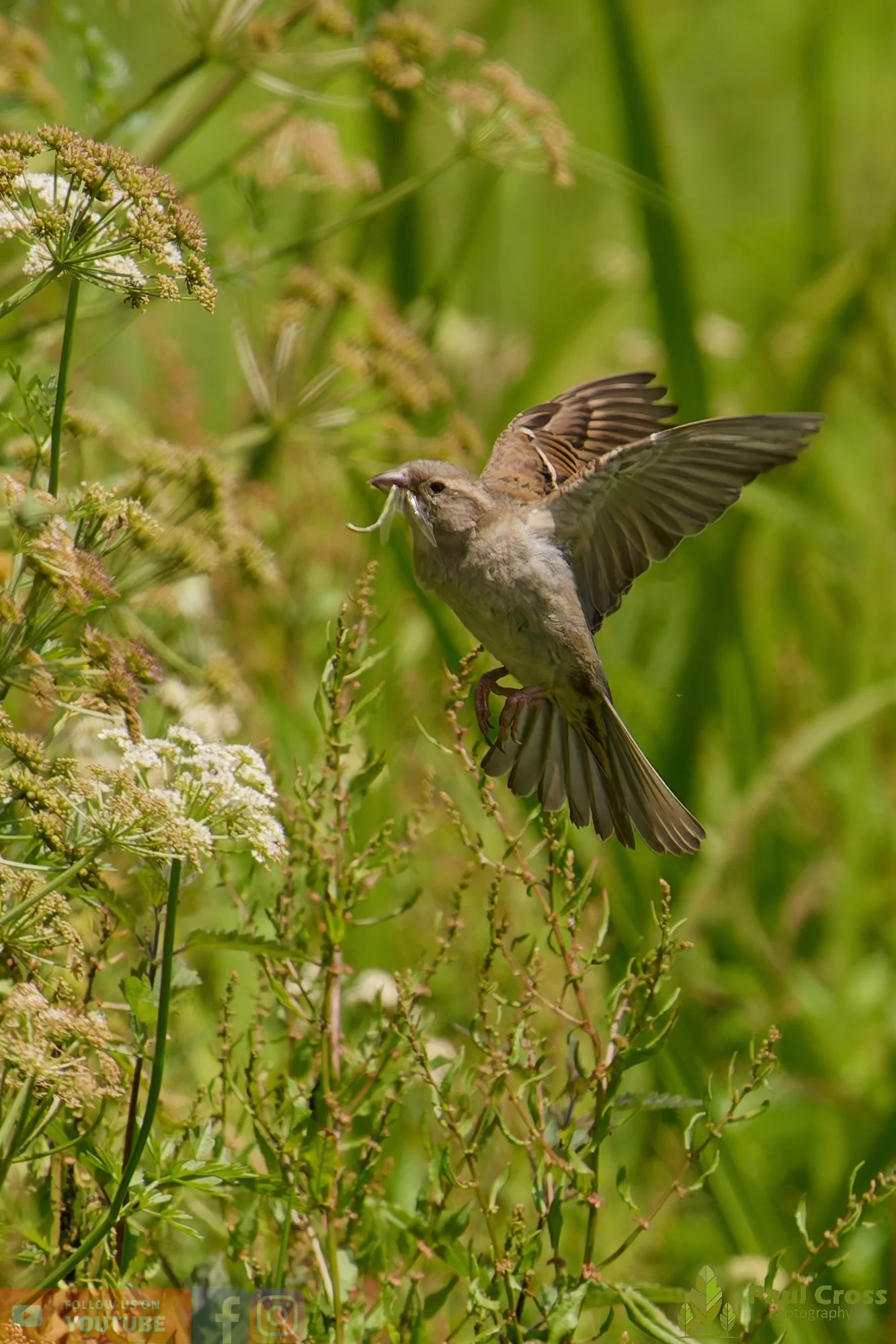 Sparrow-00144.jpg