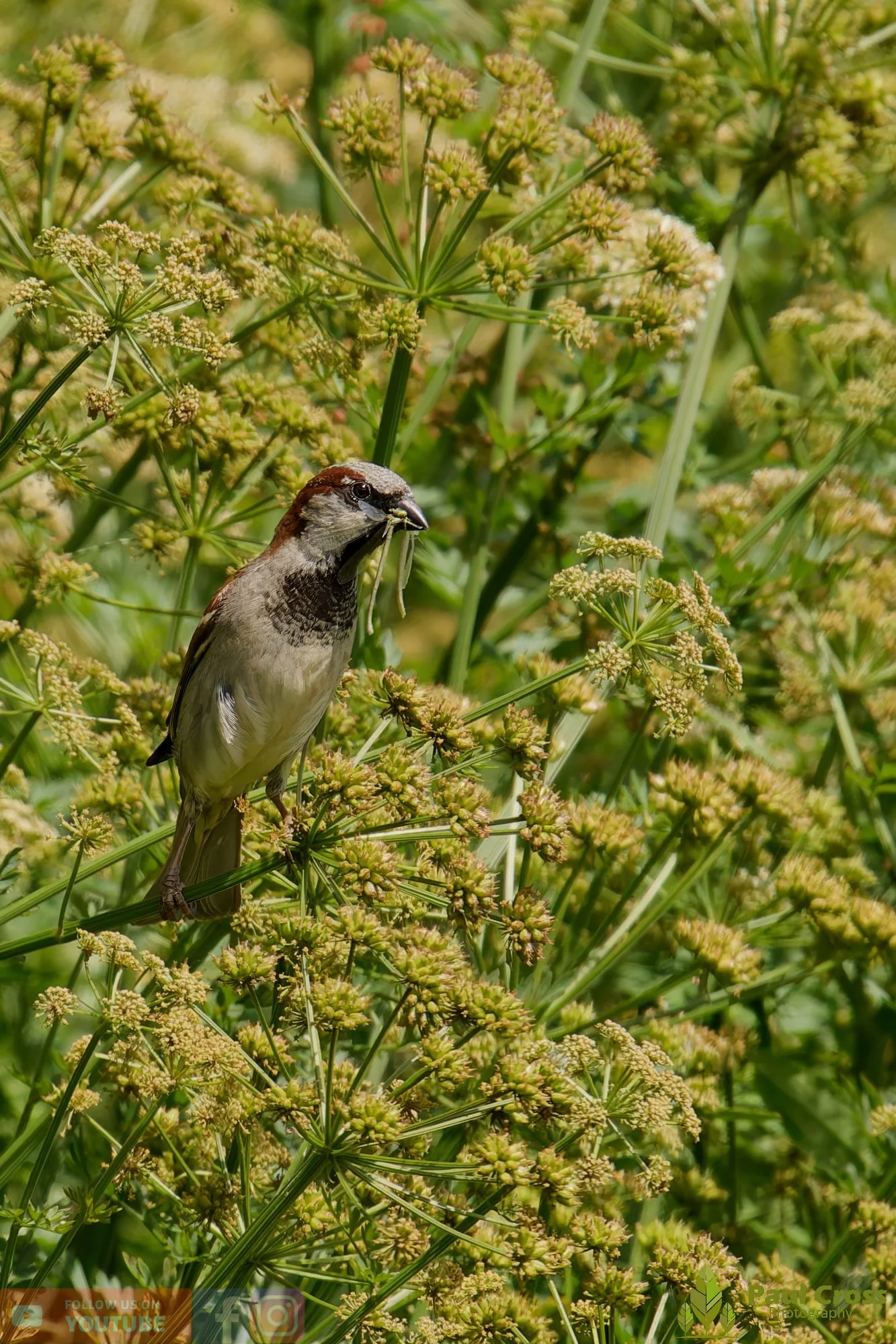 Sparrow-00145.jpg
