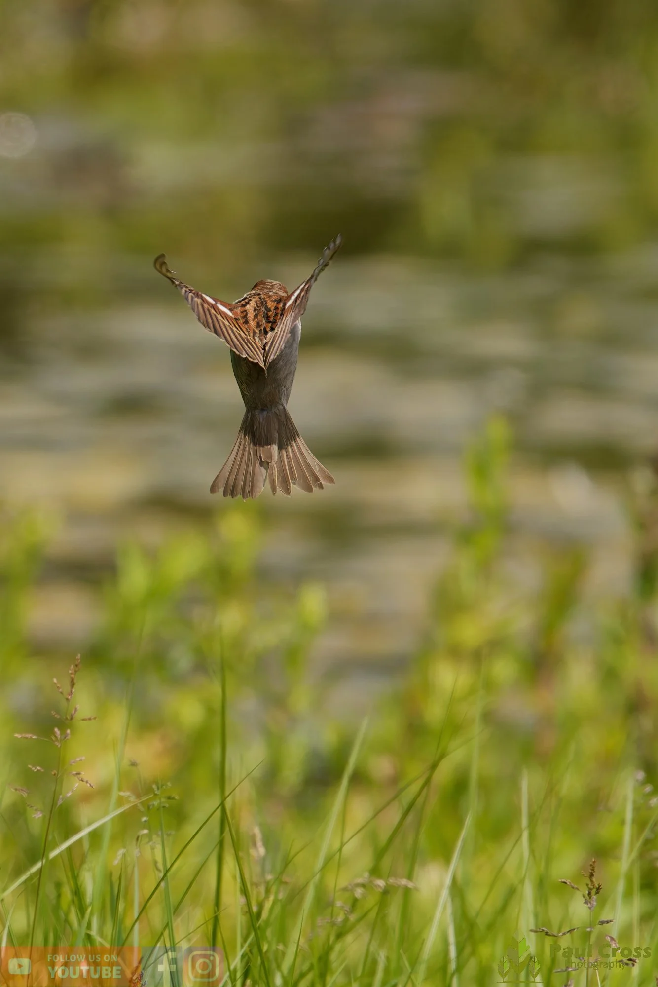 Sparrow-00146.jpg