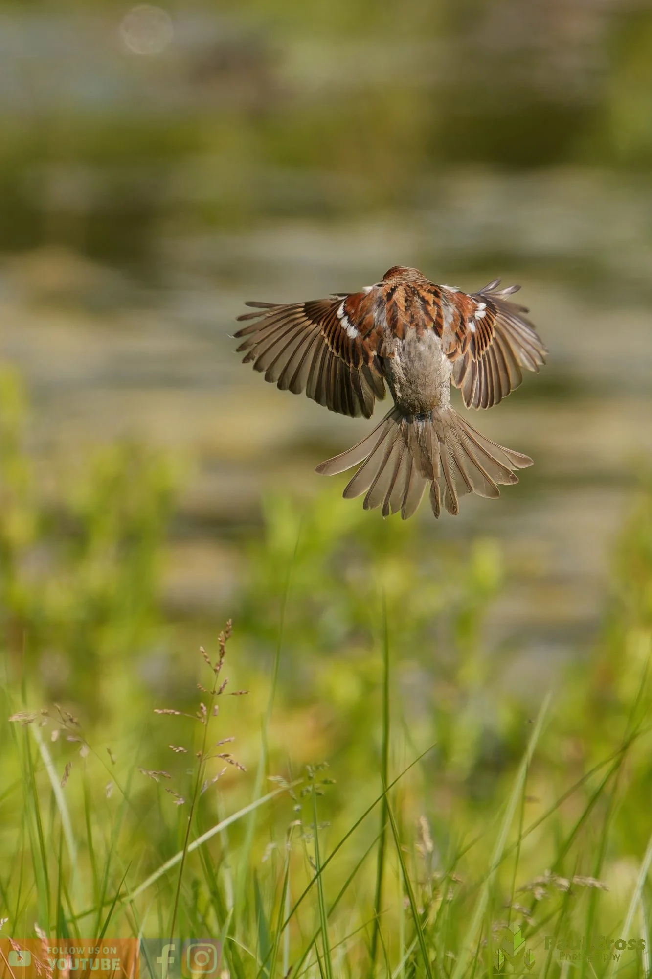 Sparrow-00147.jpg