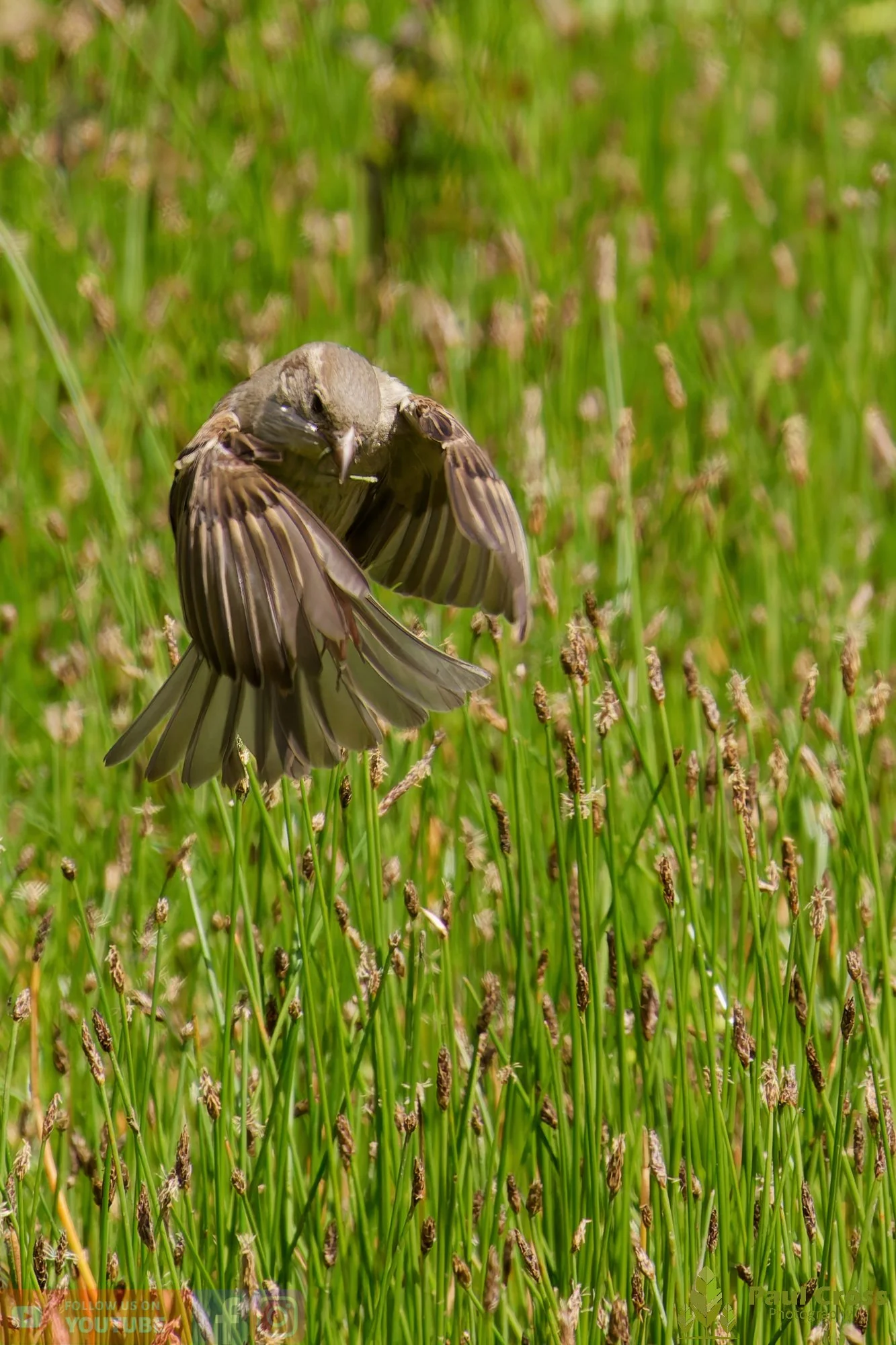 Sparrow-00148.jpg