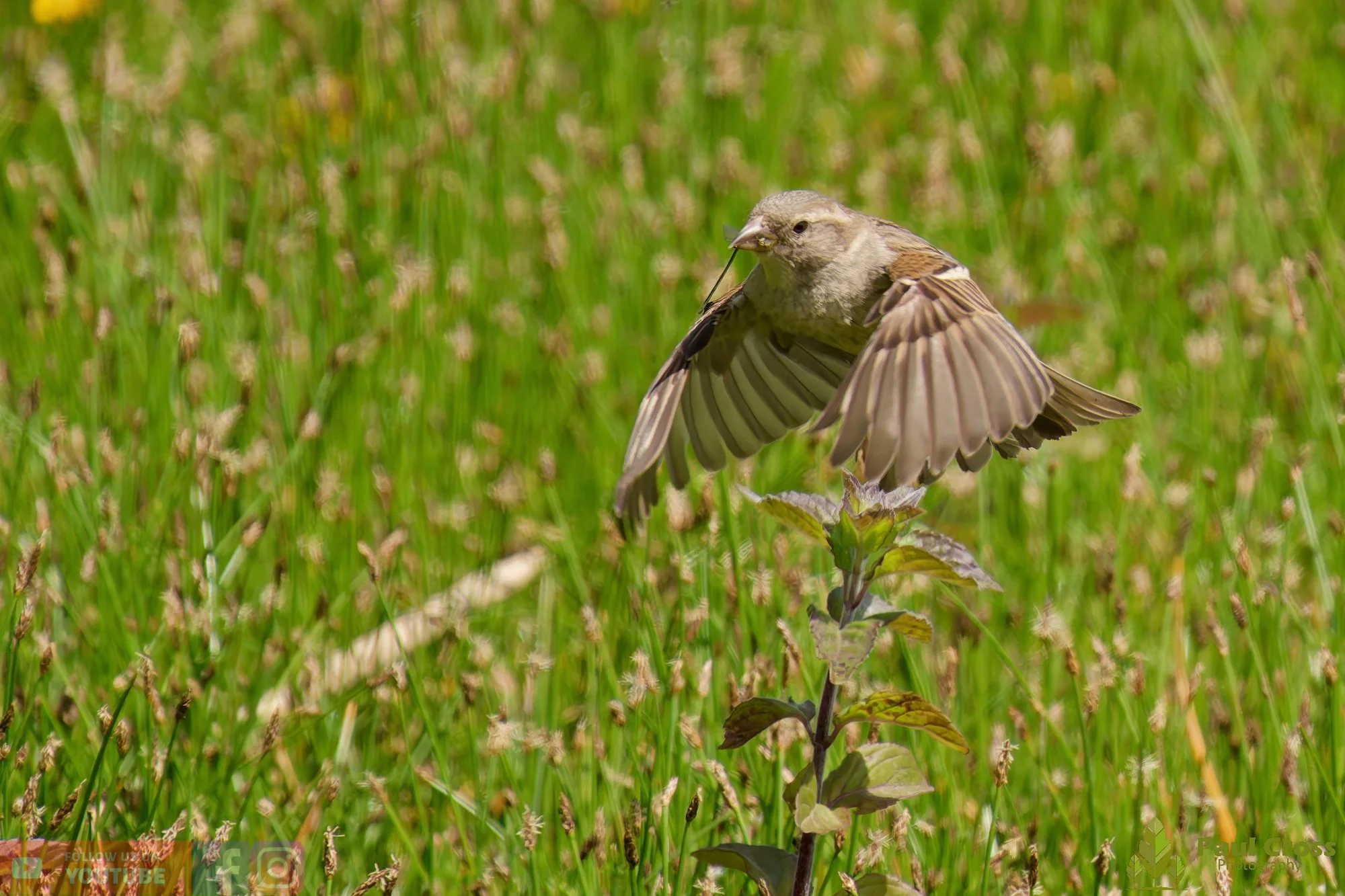 Sparrow-00149.jpg