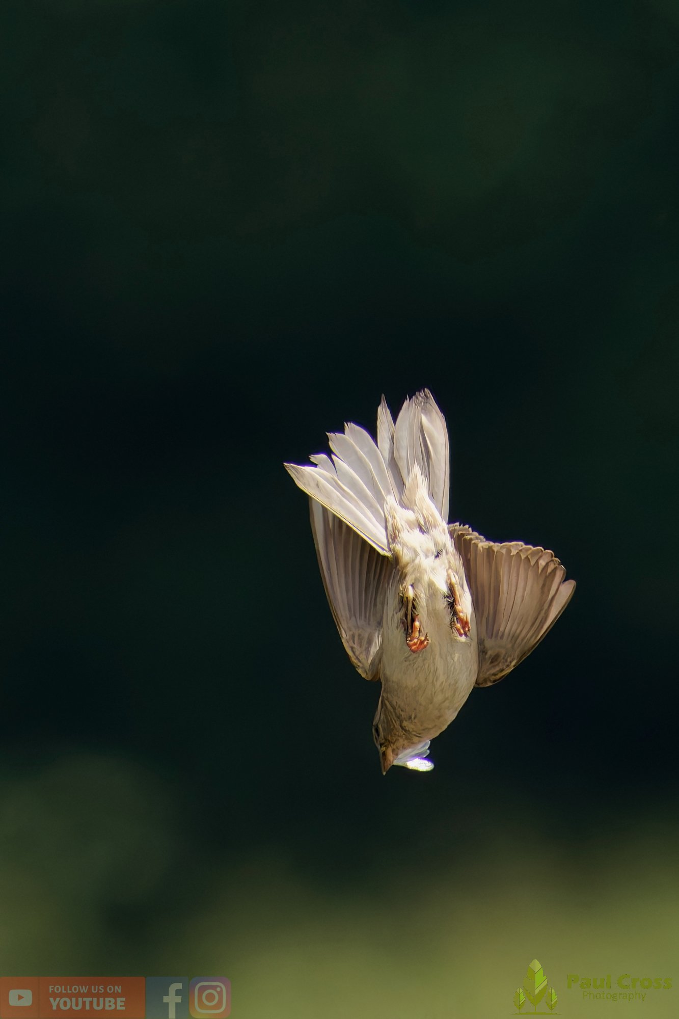 Sparrow-00150.jpg