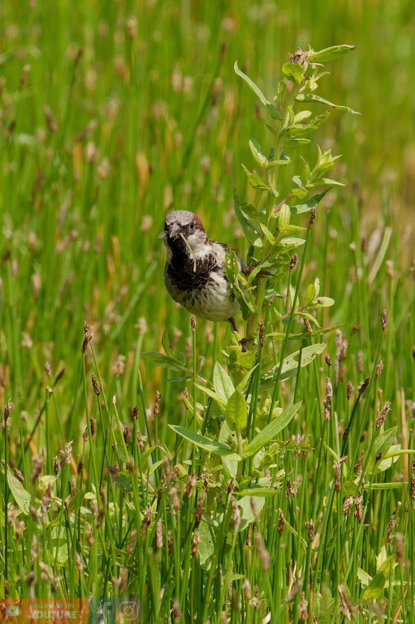 Sparrow-00151.jpg