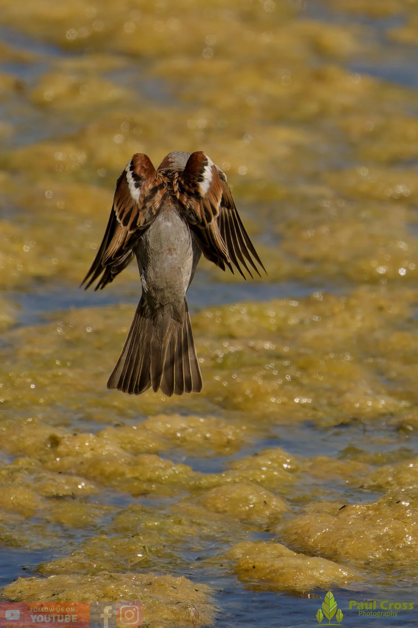 Sparrow-00152.jpg