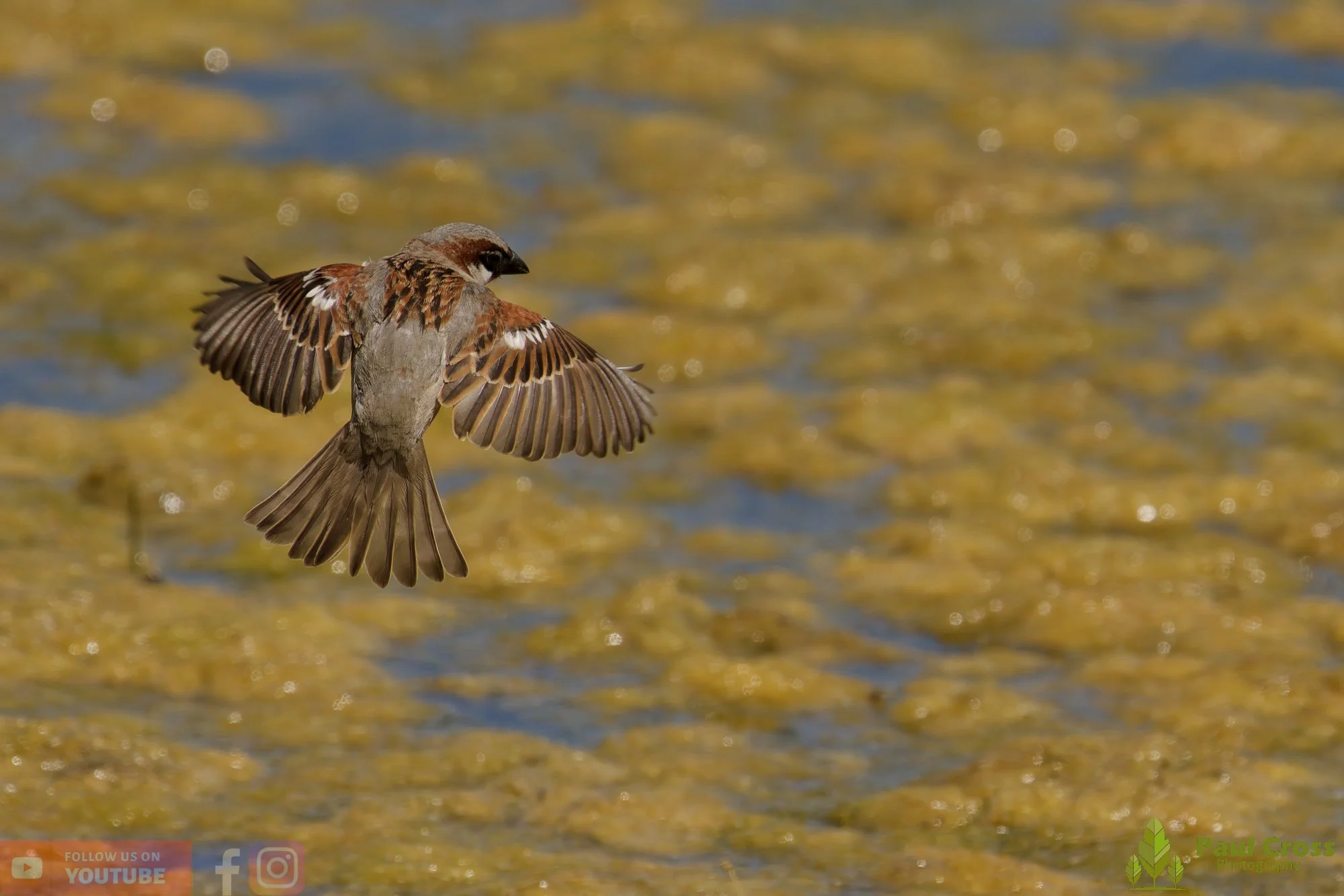Sparrow-00153.jpg