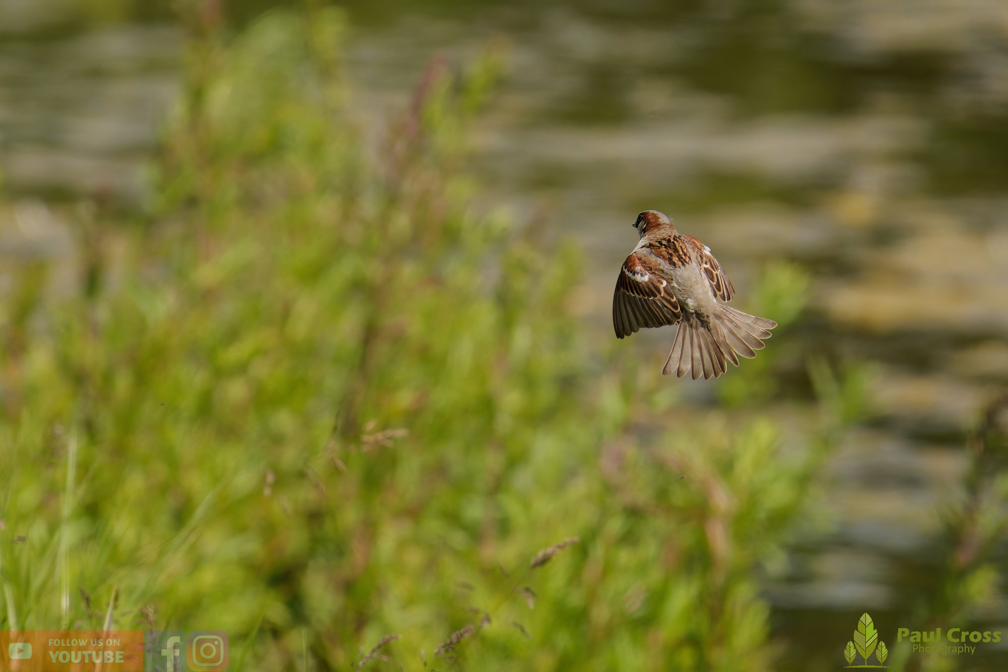Sparrow-00154.jpg