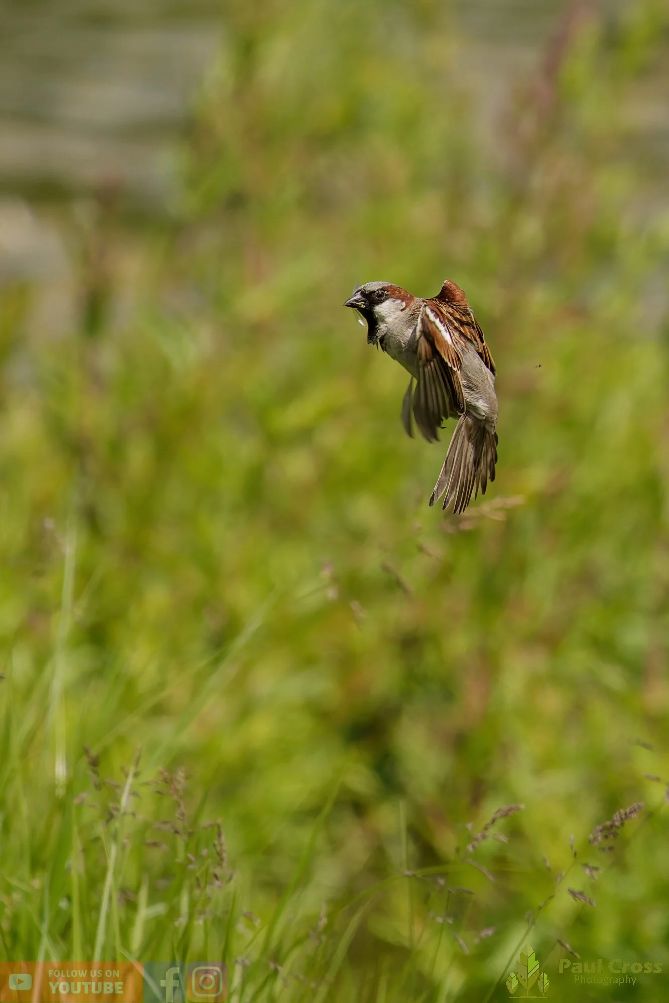 Sparrow-00155.jpg