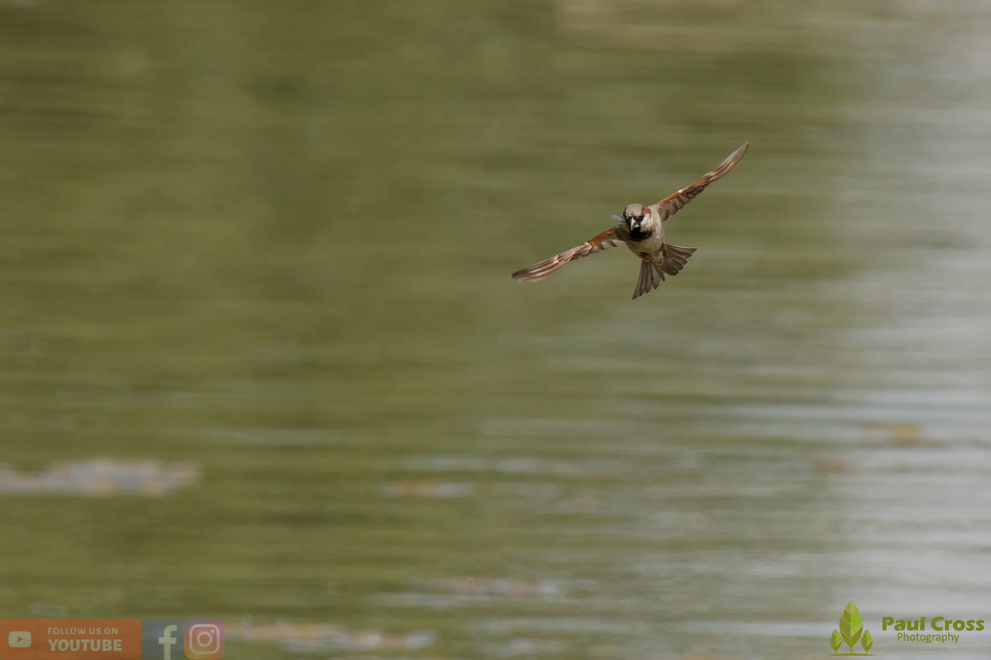 Sparrow-00156.jpg