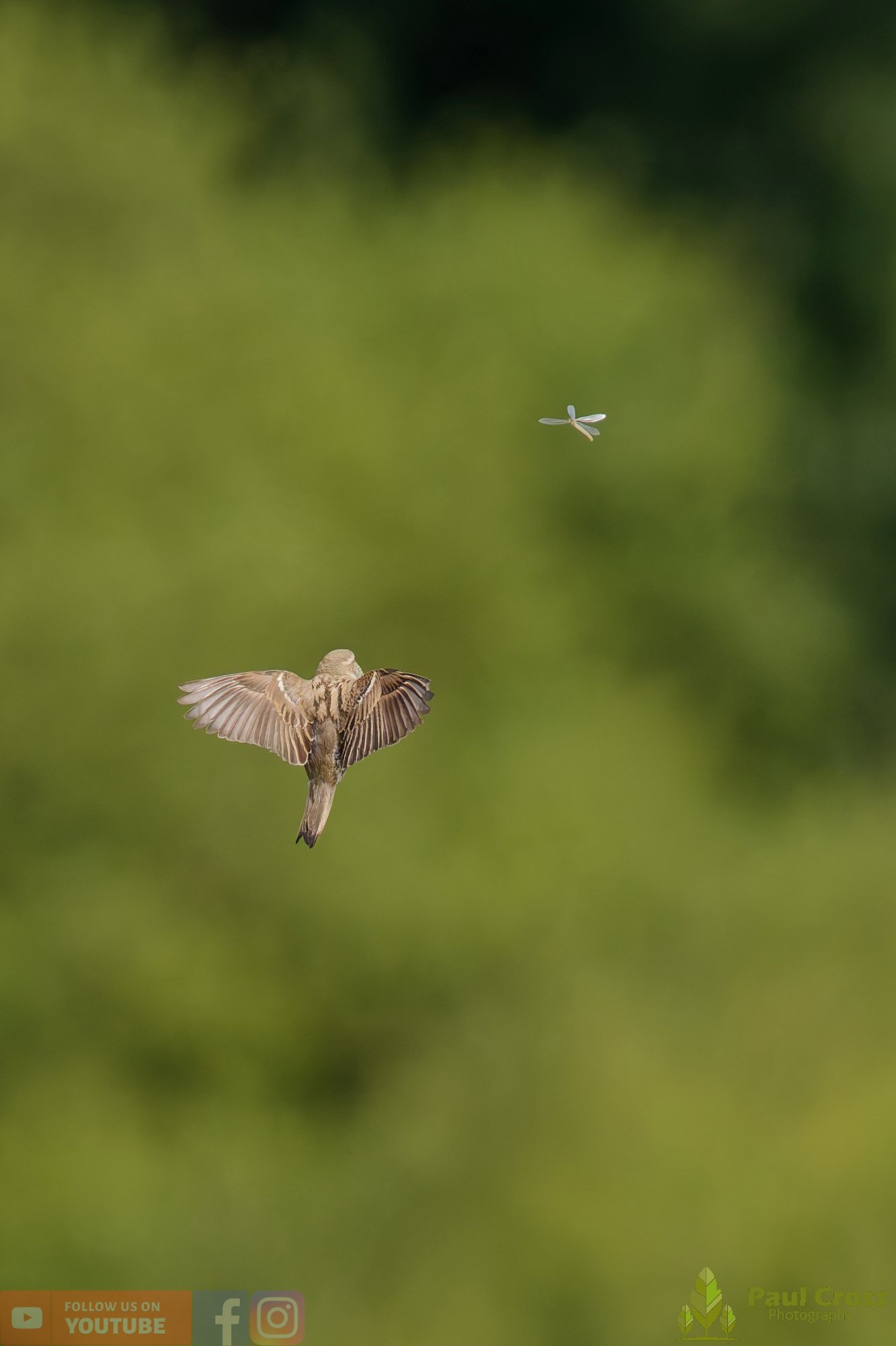 Sparrow-00157.jpg